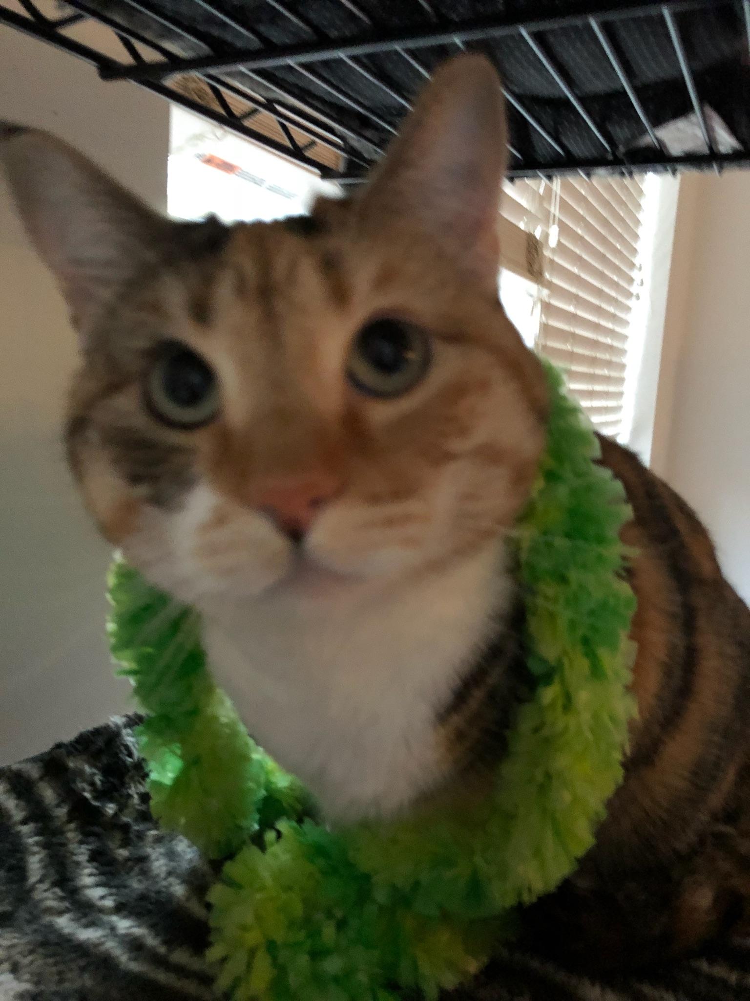 Cat sitter chronicals, part 2 "We're partying like animals" r