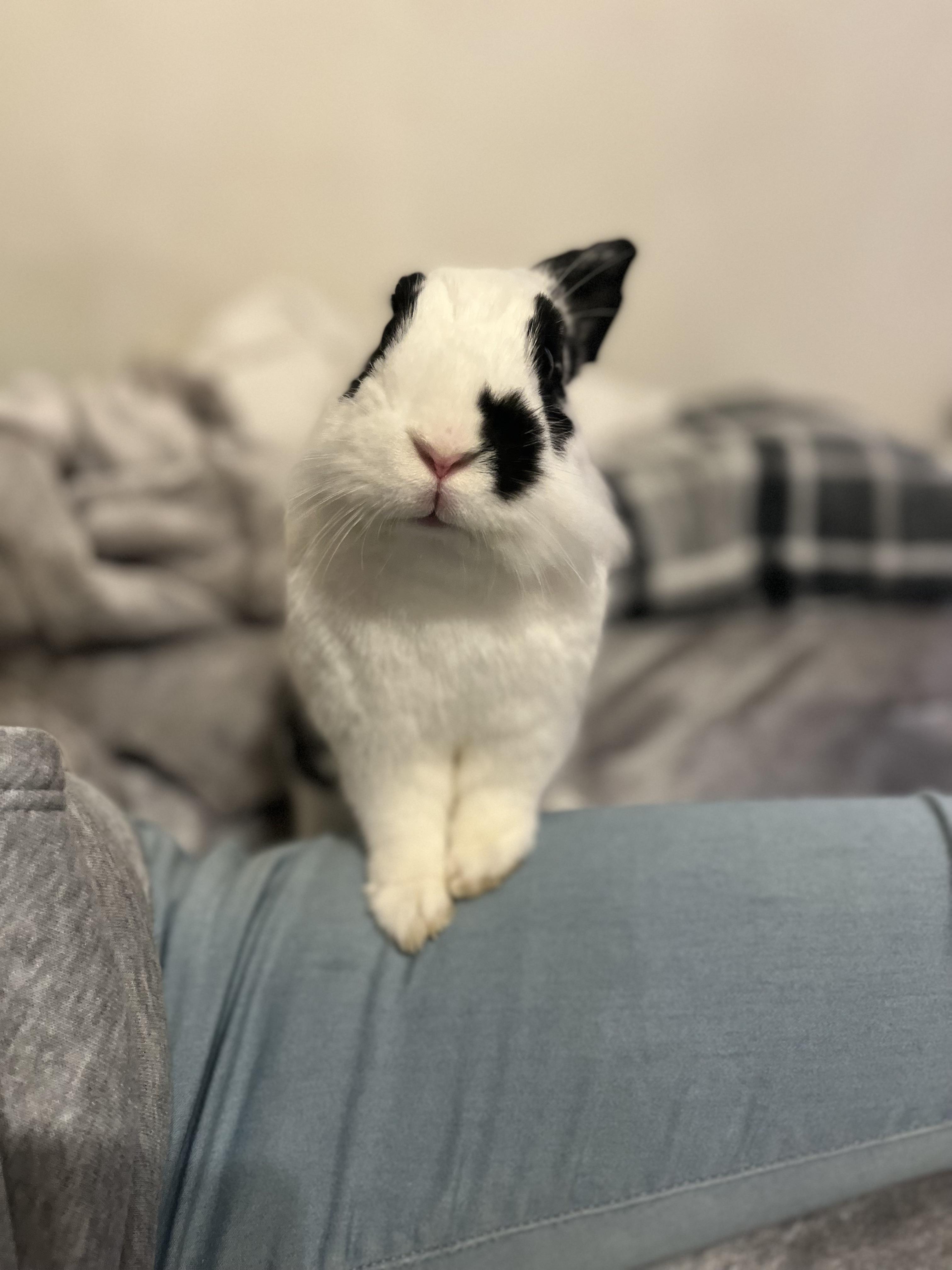 I just woke up and realized my bunny ate my aloe vera plant. It was a