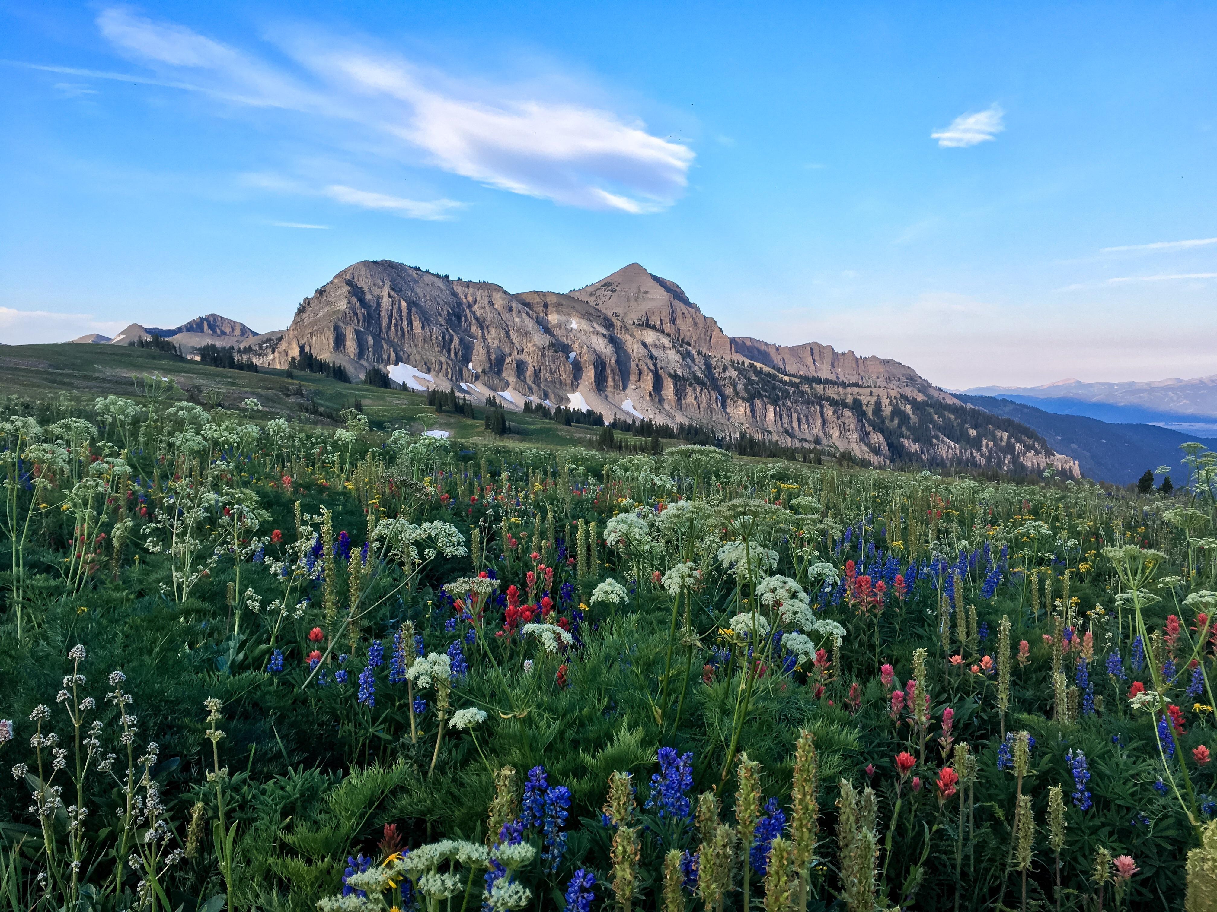 After a record winter last year the wildflowers in the Tetons were