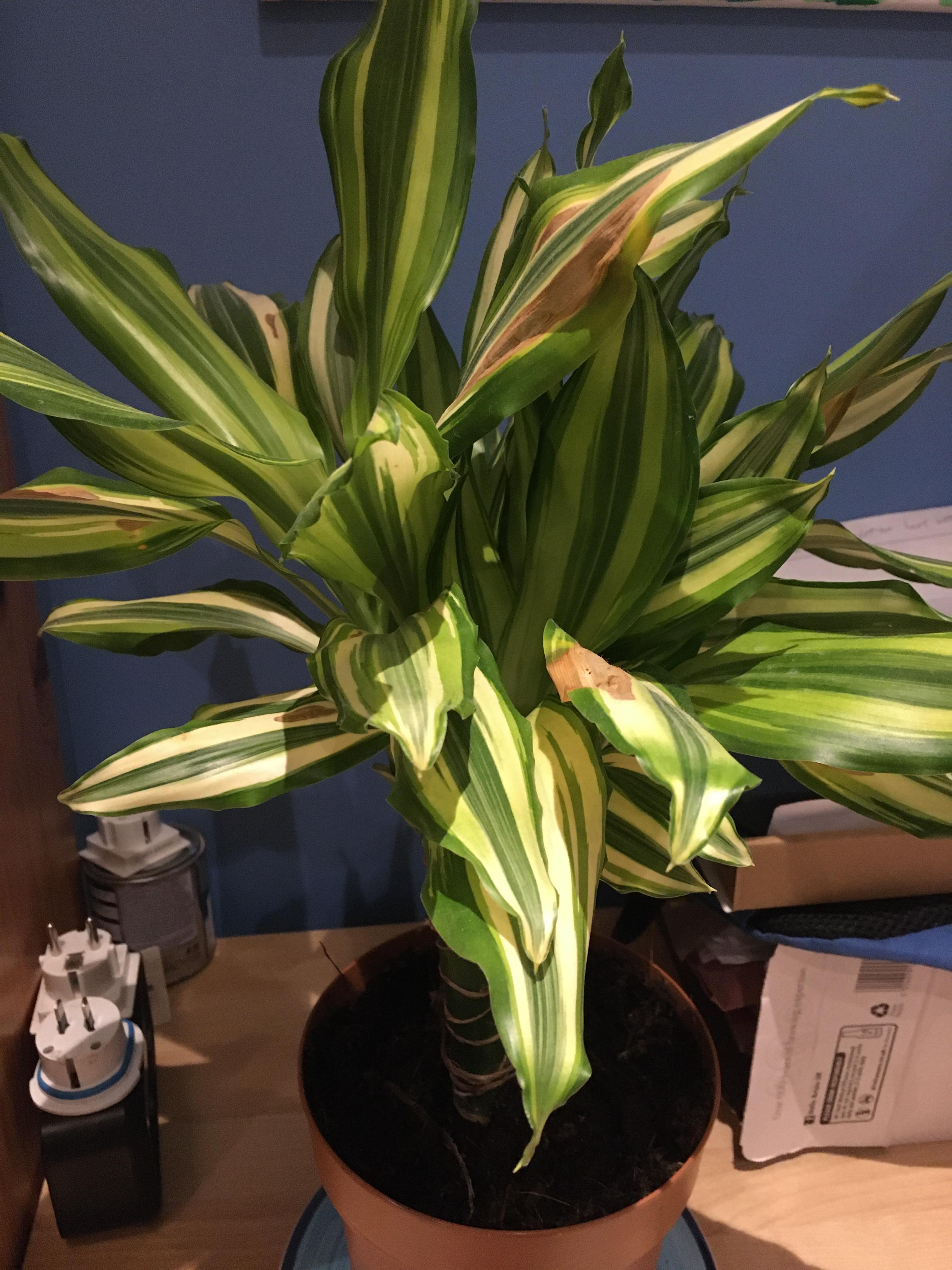 Why is my corn plant developing these darker spots? r/plantclinic