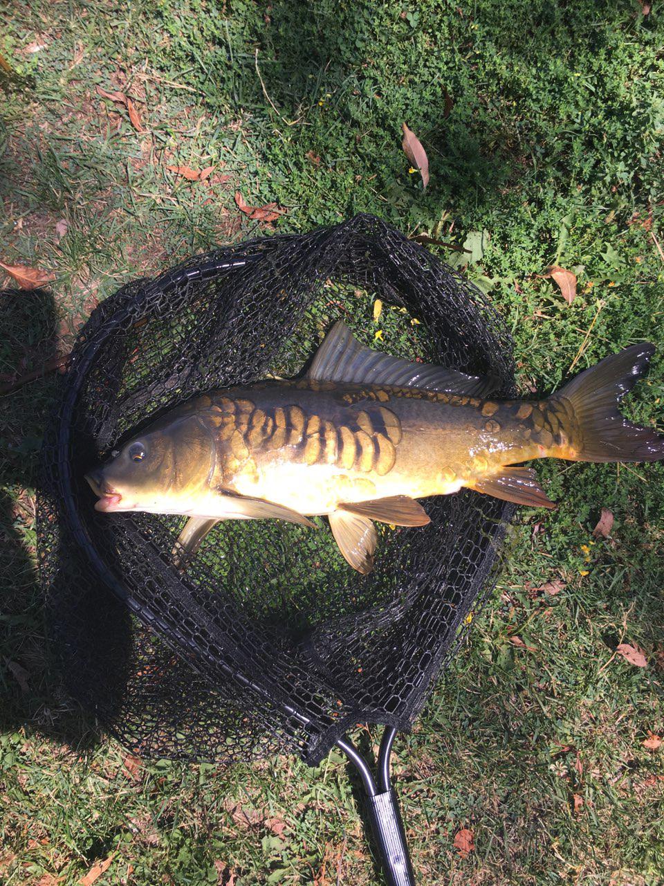 First ever mirror carp today! 5lb 5oz. r/FishingOntario