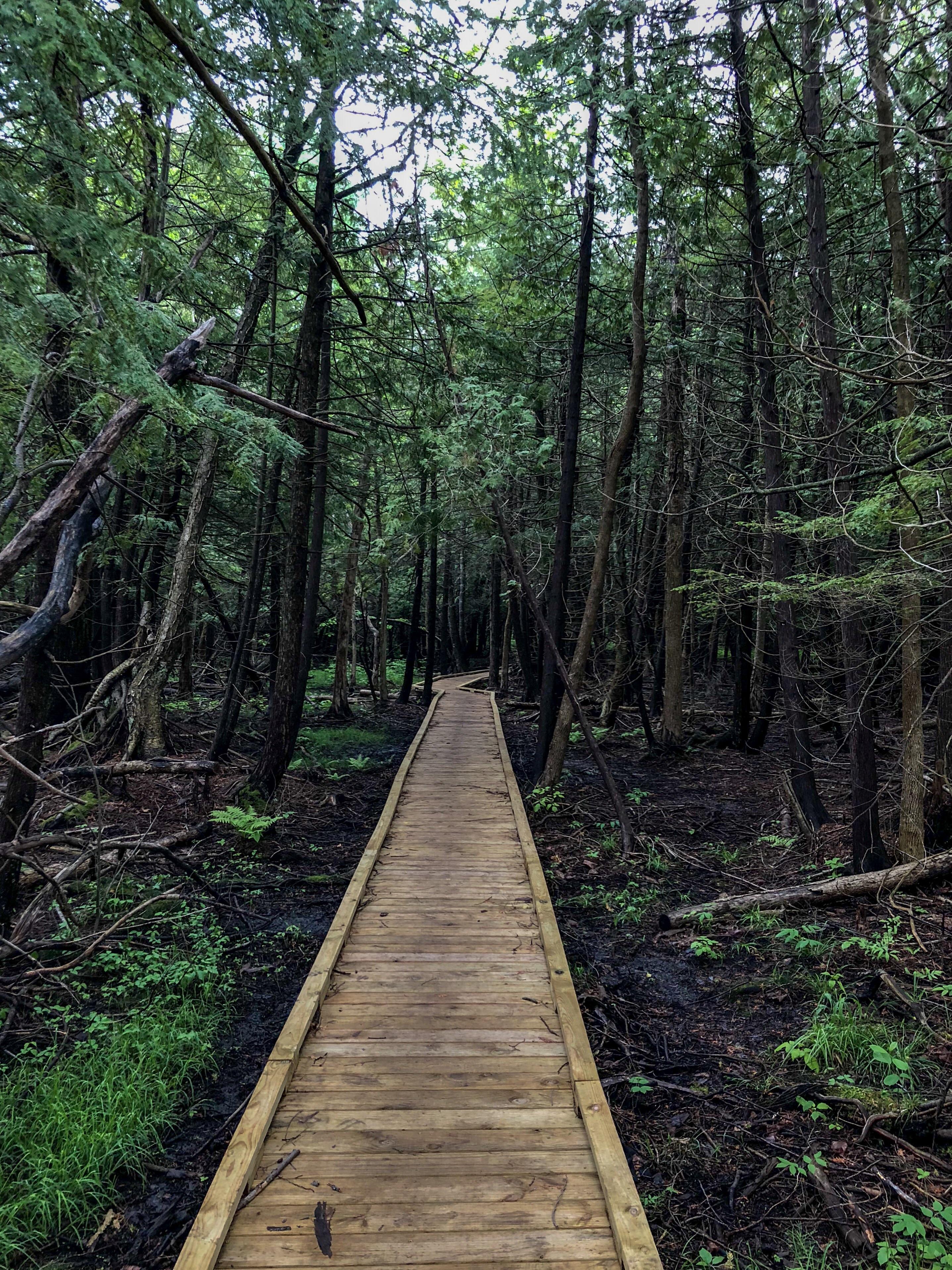 Miller Creek Trail in Traverse City r/Michigan