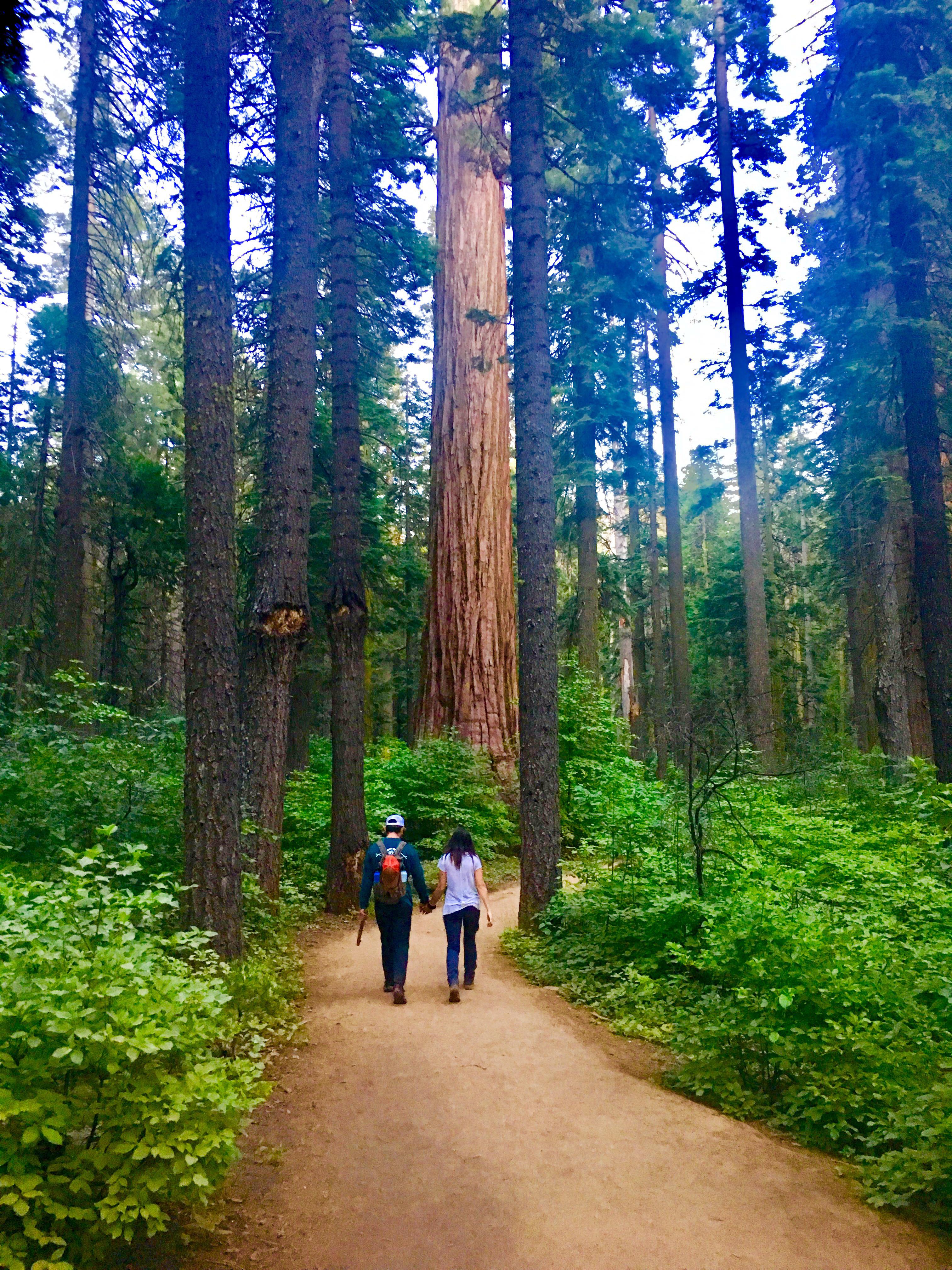 Big Trees State Park, California r/Outdoors