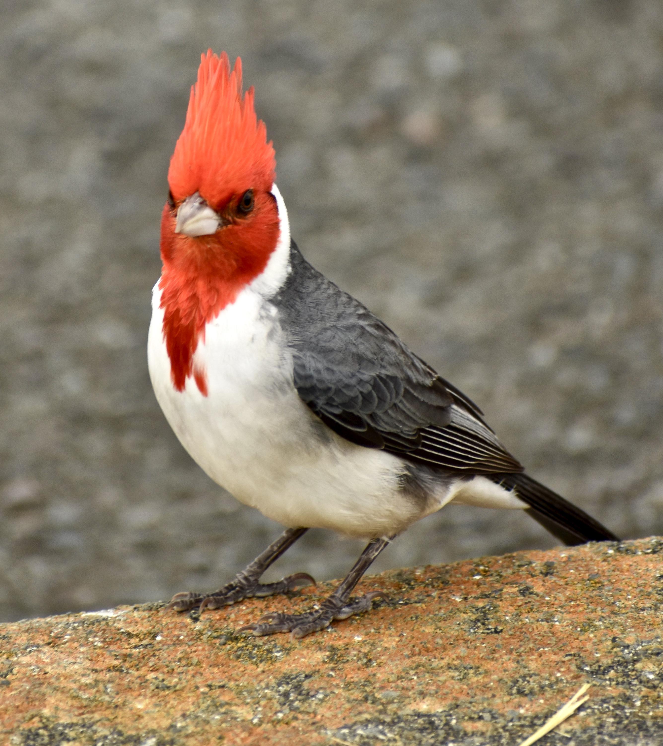 RedCrested Cardinal. I love these little guys' flashy red crests, and