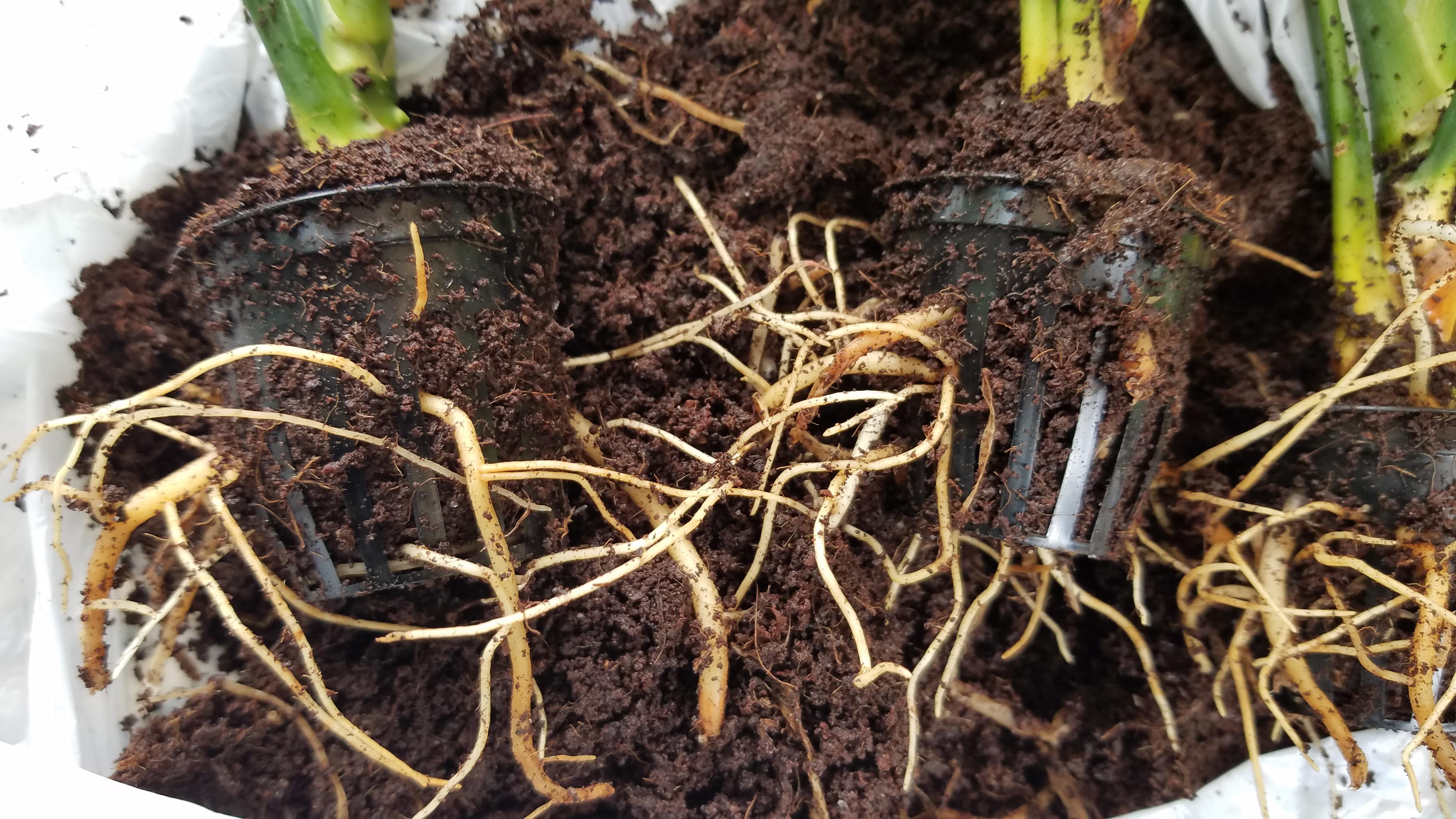 Anyone know the purpose of these little pots? Repotting from nursery