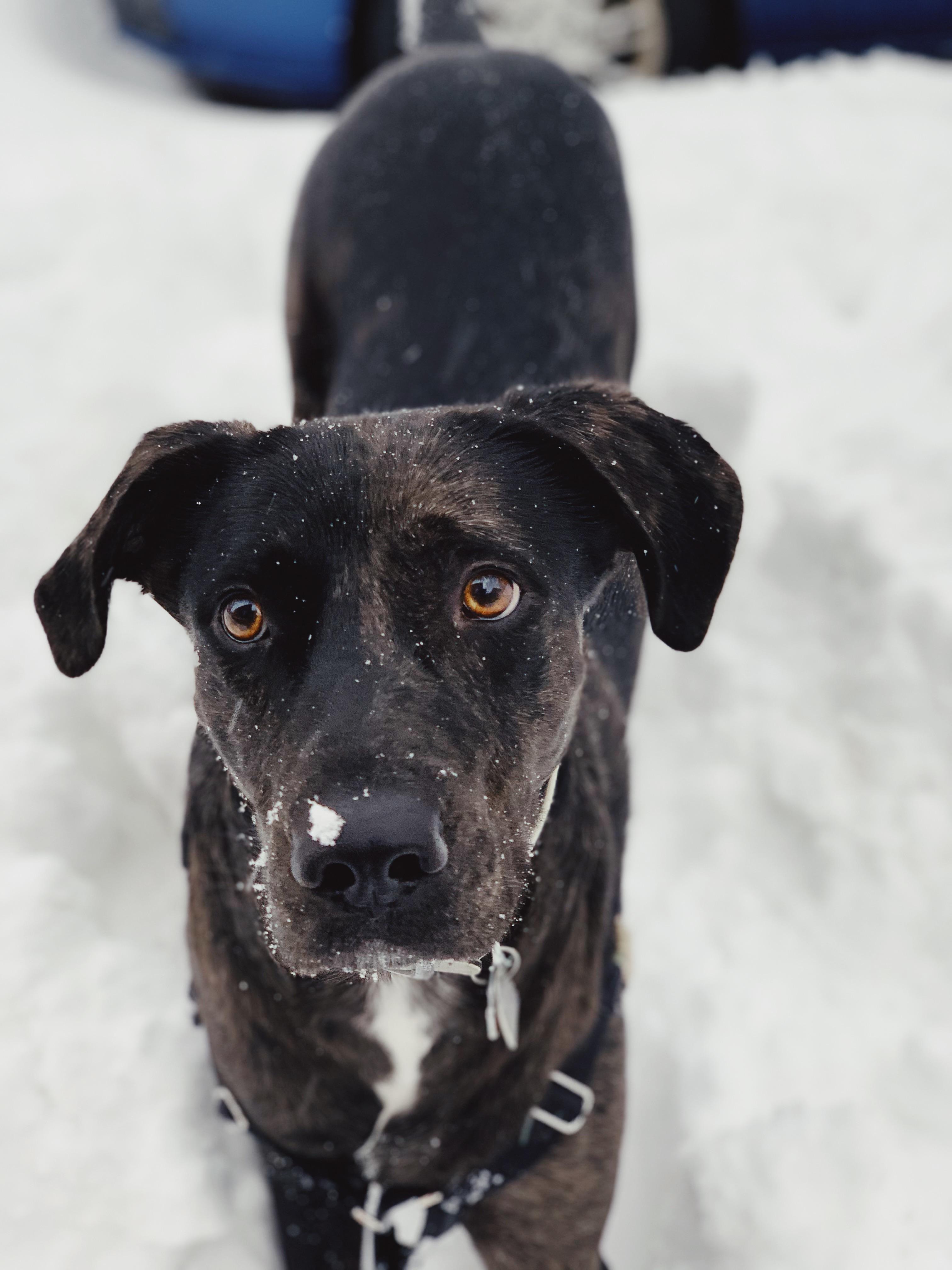 My labahoula has been loving the snow! r/Catahoula