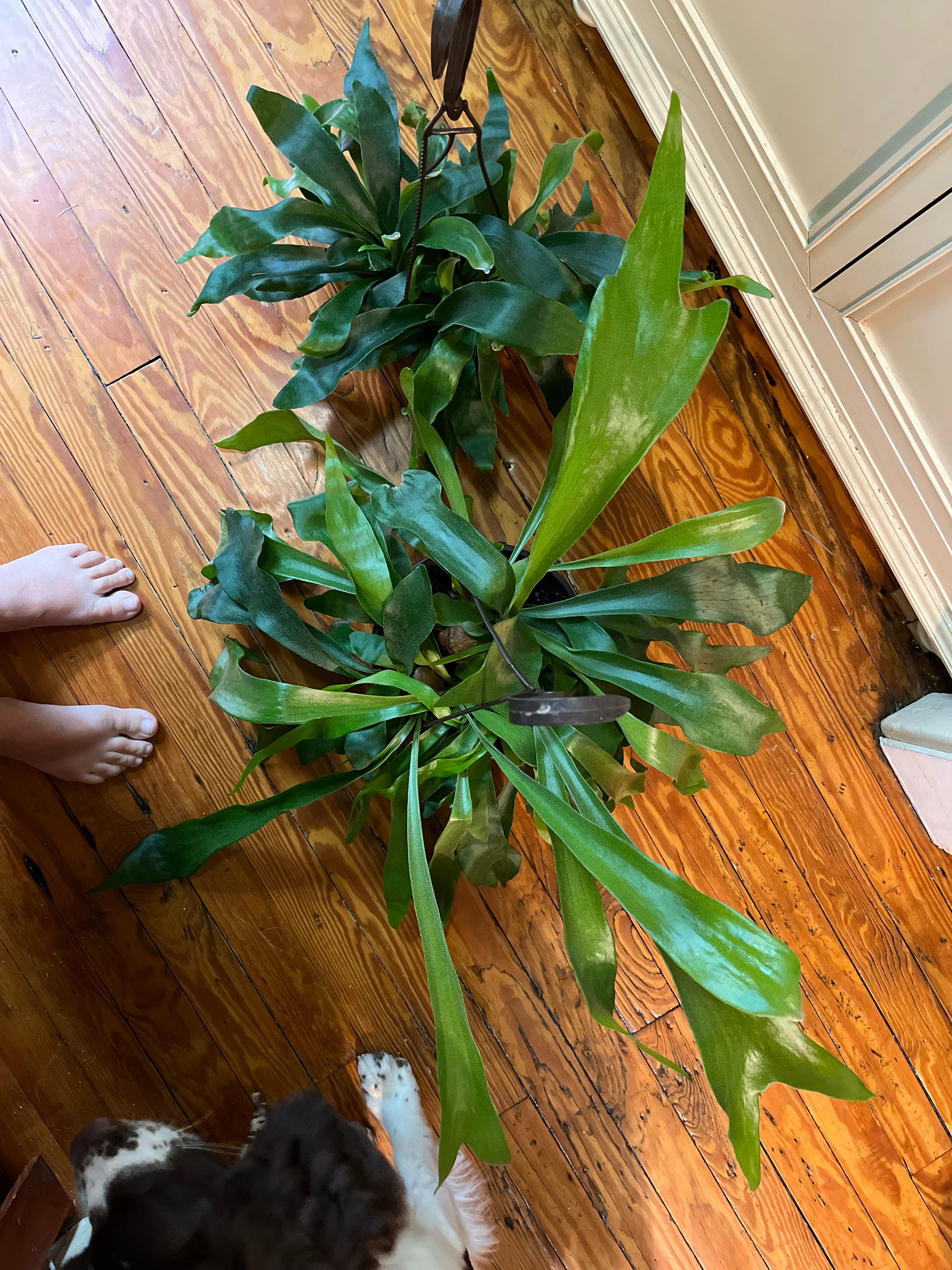 Elk horn fern help. These 2 are lowes clearance specials I got about a
