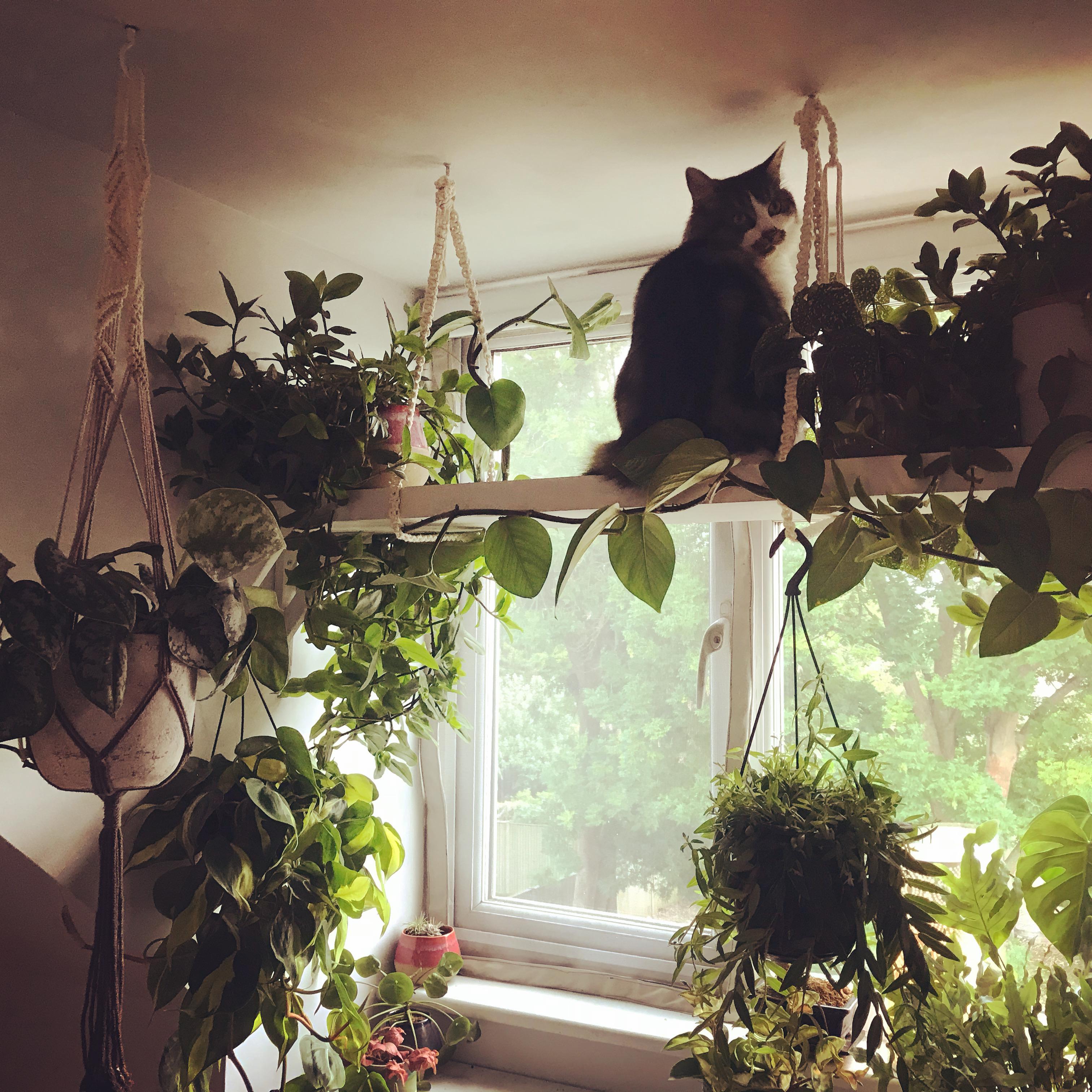 I made a plant shelf but my cat decided he wanted a cat shelf so now he