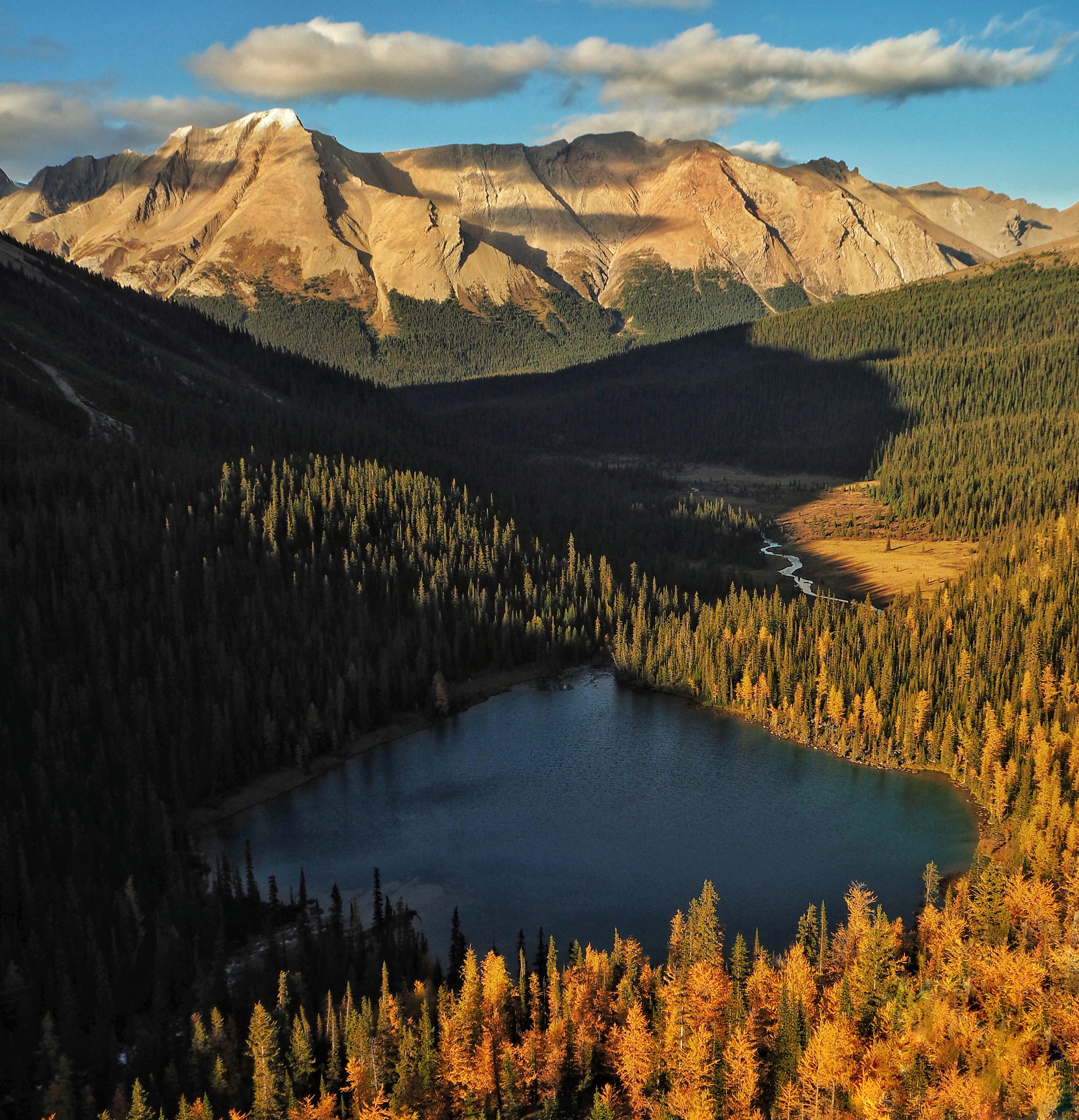 Larches showing off their golden fall colors, Canadian Rockies Banff
