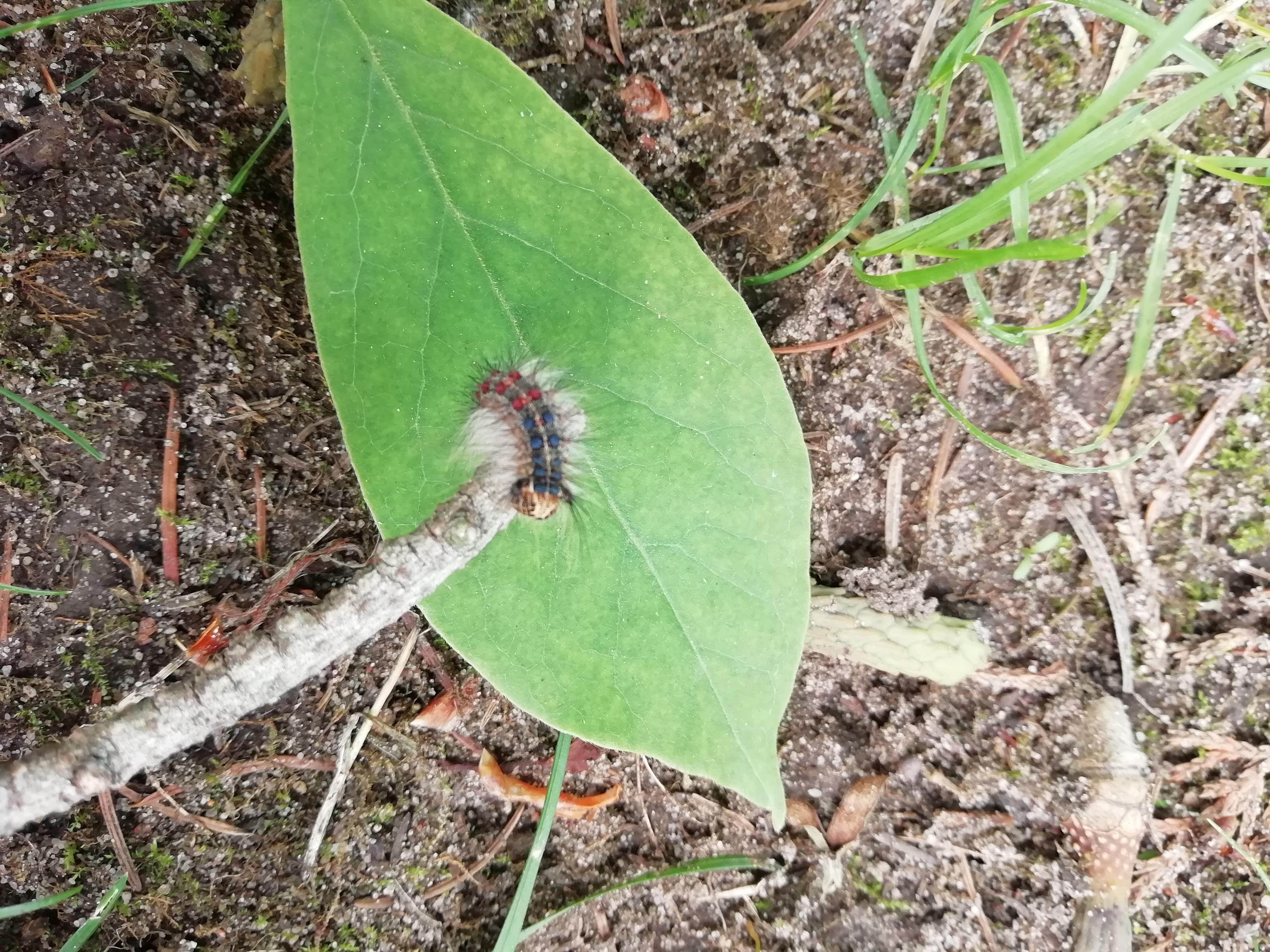 Who's this very fancy central german caterpillar? r/whatsthisbug