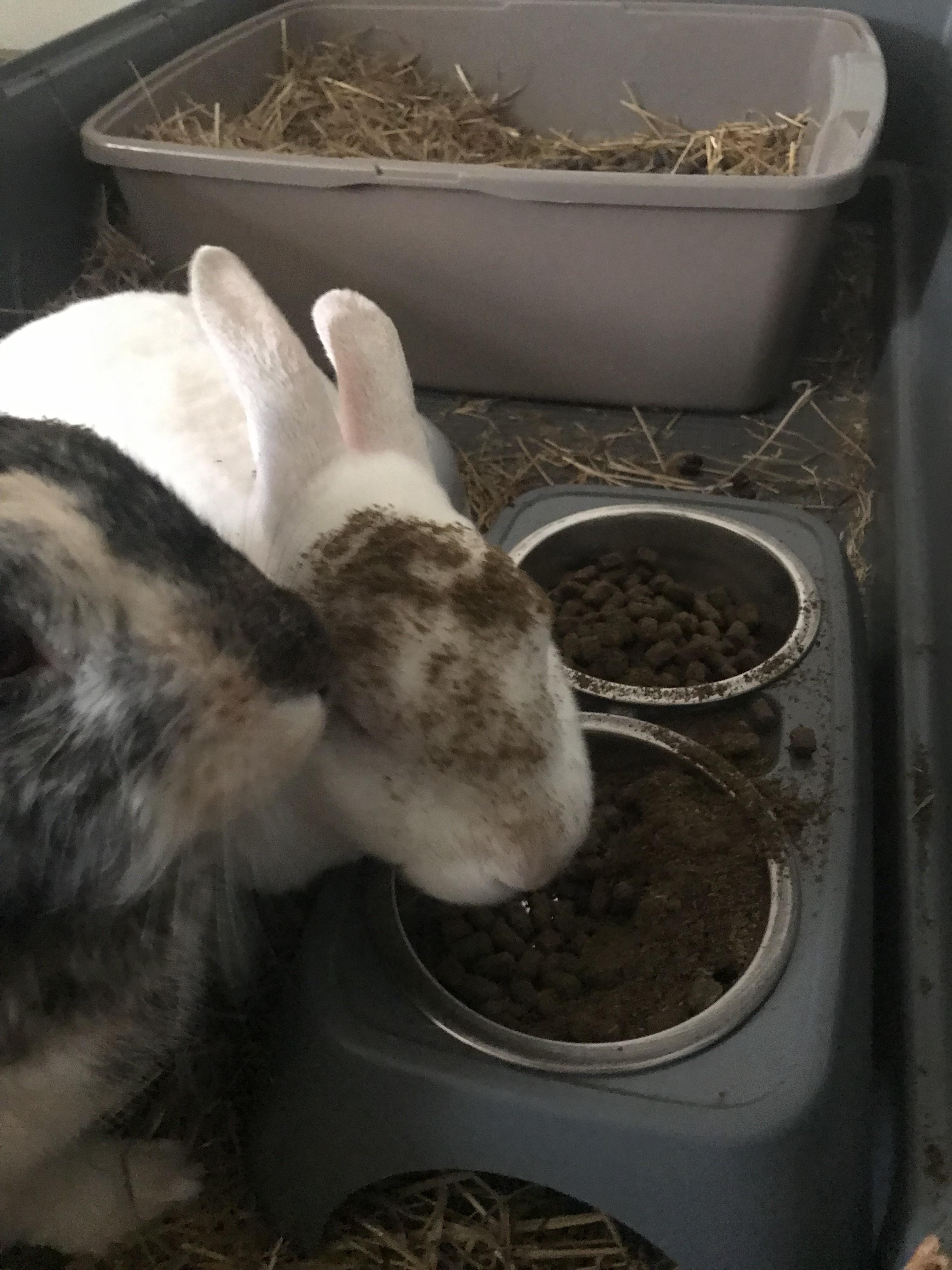 When you can’t possible wait for your food to be in the bowl! r/Rabbits