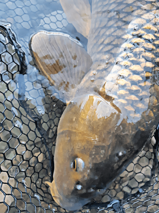 I know not everyone appreciates them, but I love carp fishing (Ontario