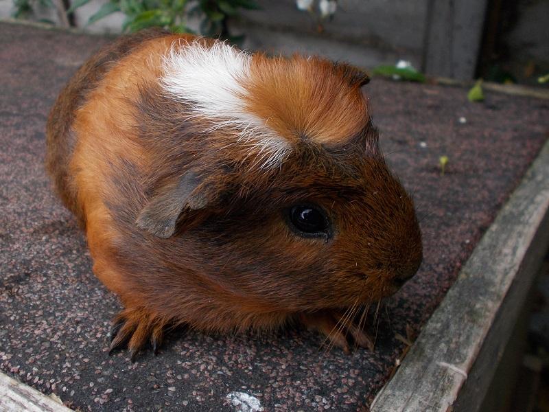 A young tricolour guinea pig, born April 2017. I am thrilled