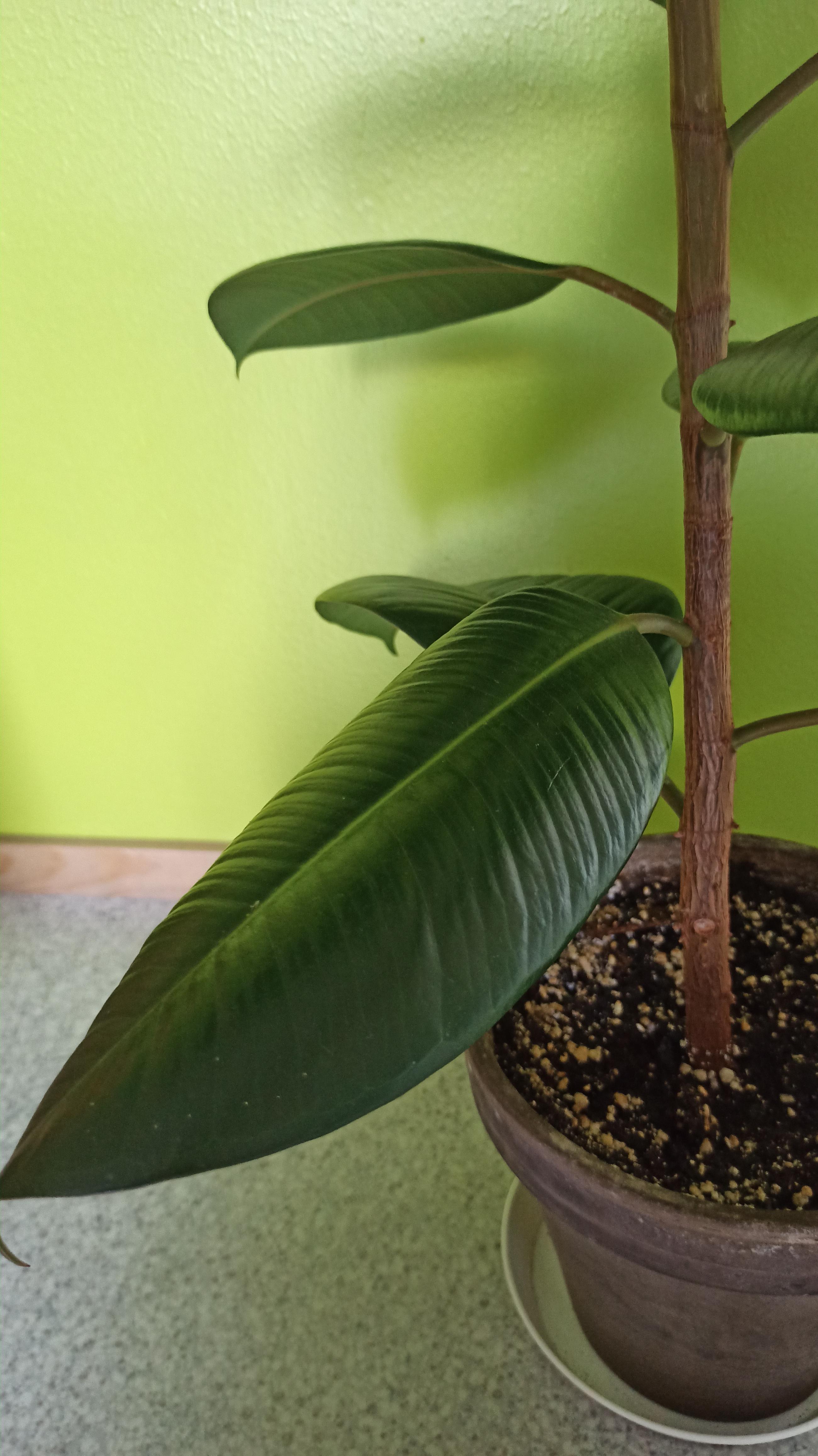 Hello I would like to know why my rubber plant leaves are curling? Is it bad? How do I fix them