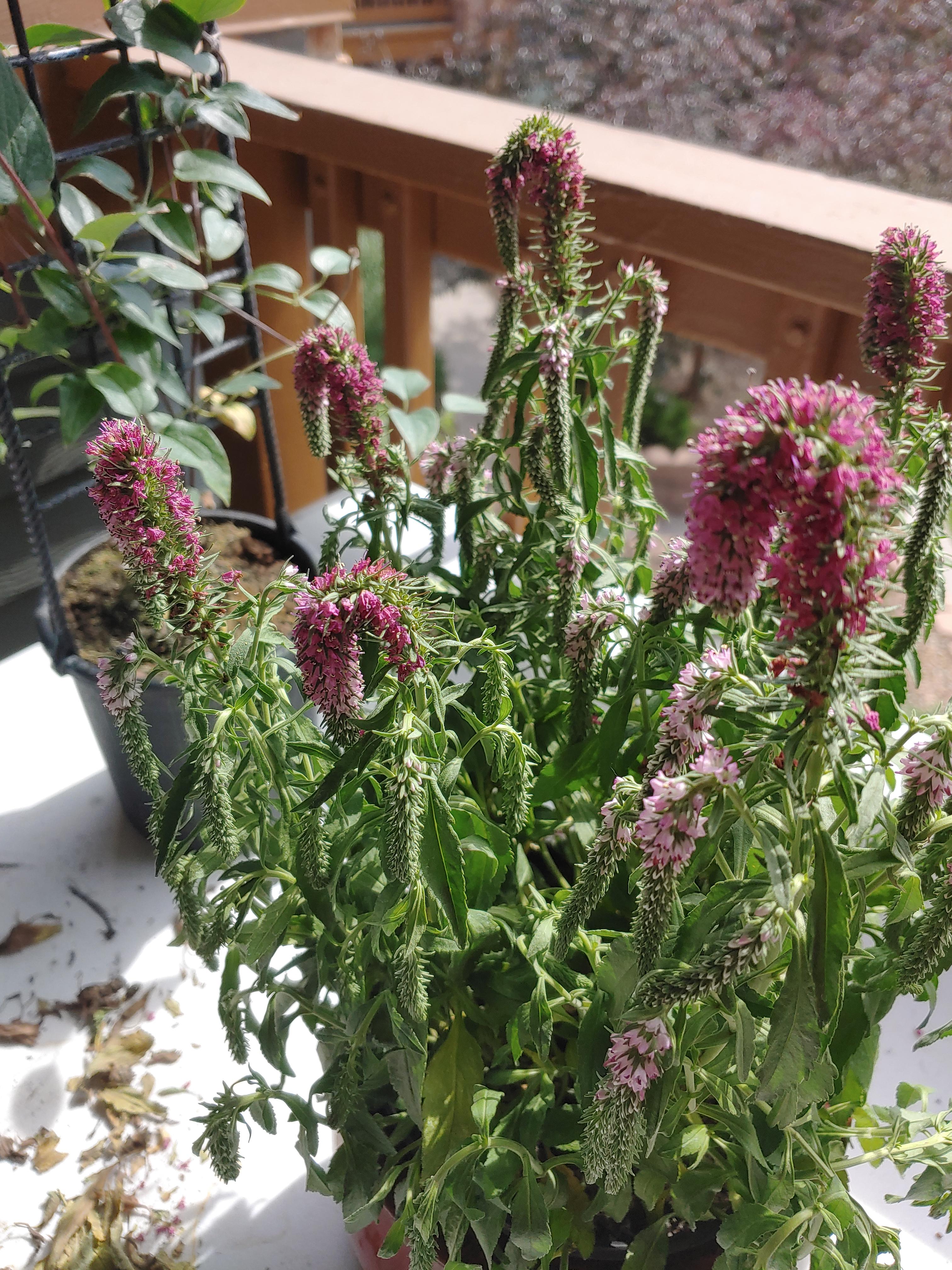 Red fox Veronica (speedwell) plant drooping. Info in comments r