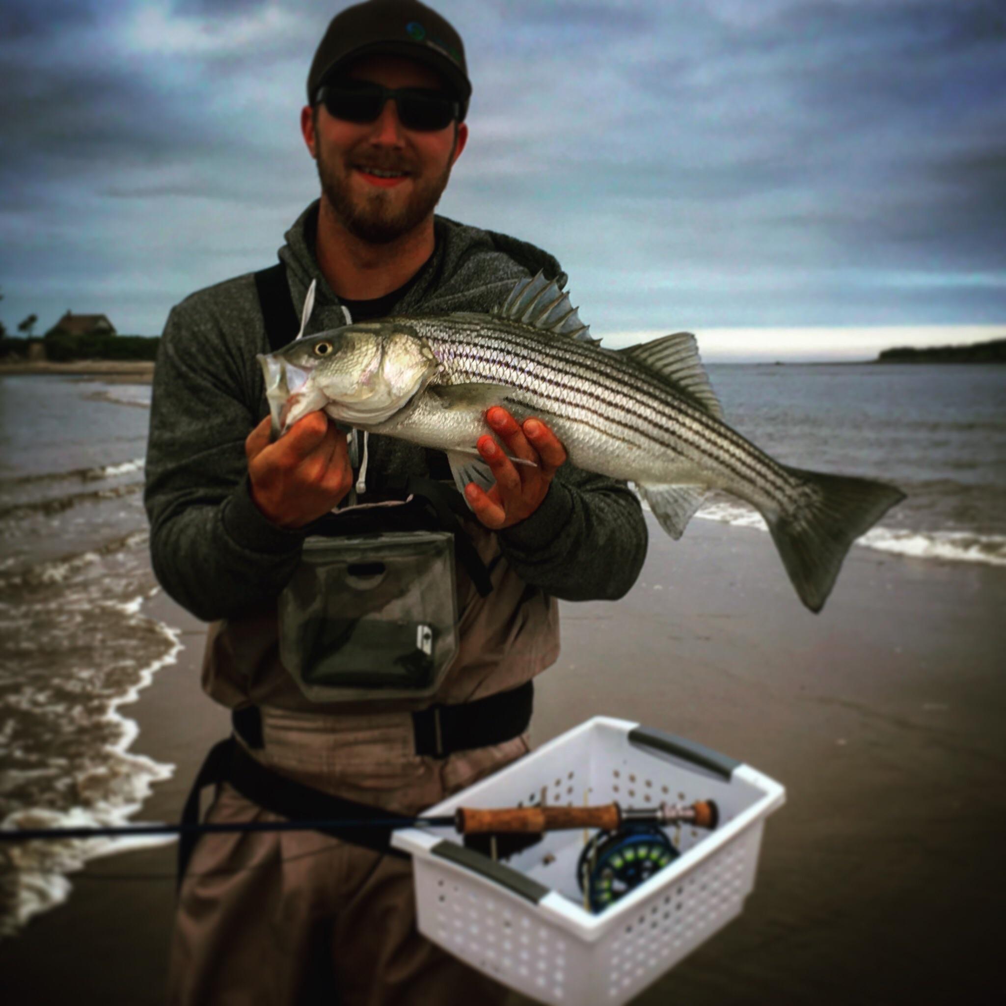 Maine stripers! They're here in full force right now. Large numbers of