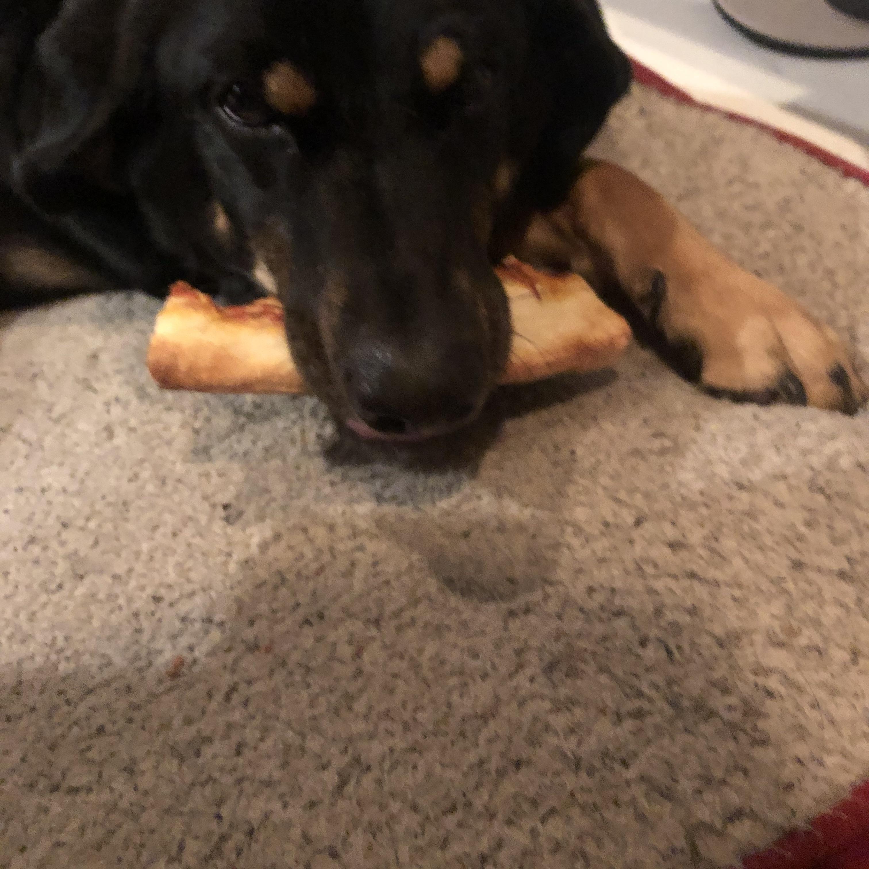 My dog likes to eat pizza crust like the bone of a Tbone steak r/aww