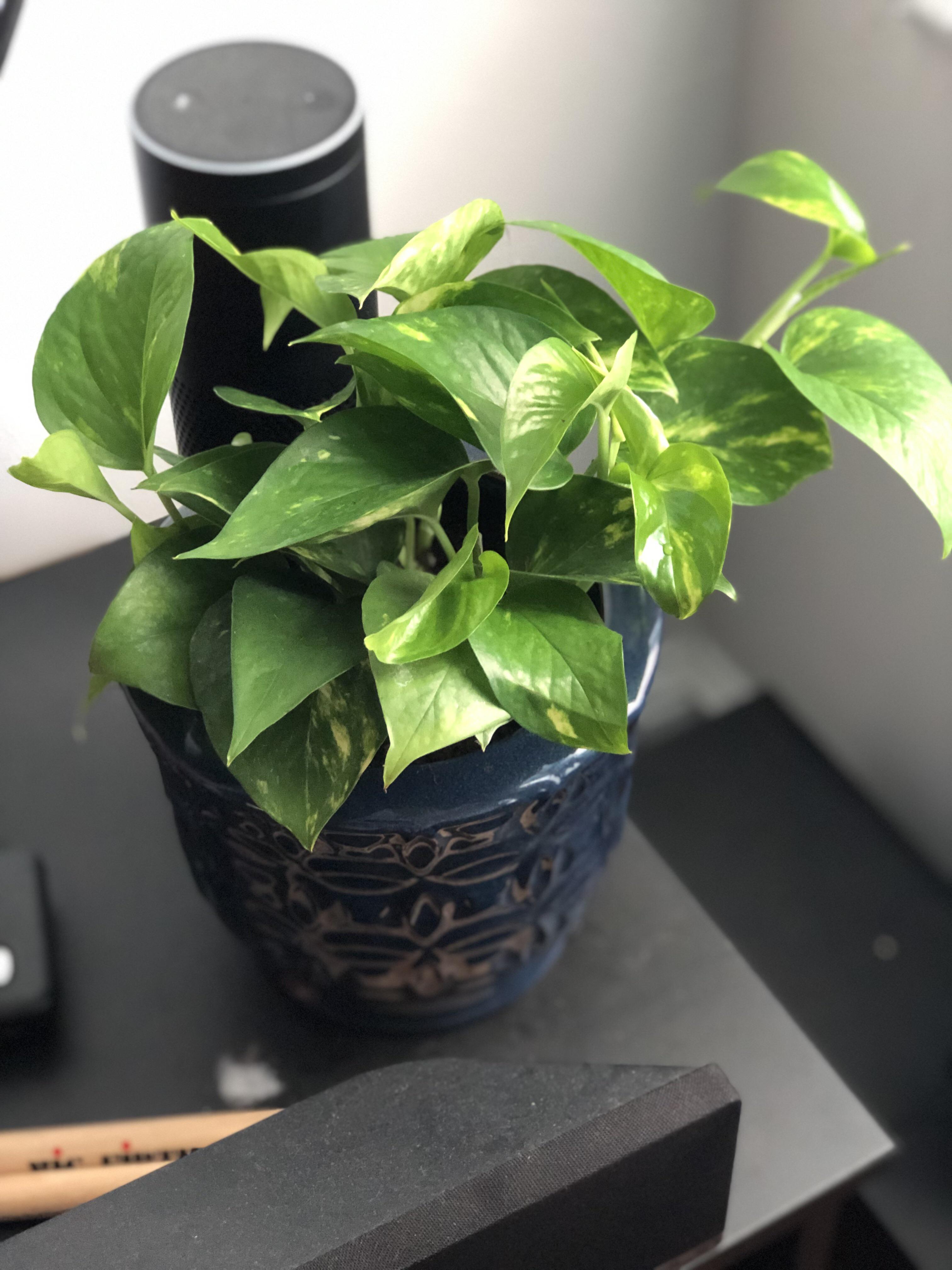Lowes Golden Pothos Pothos Plant