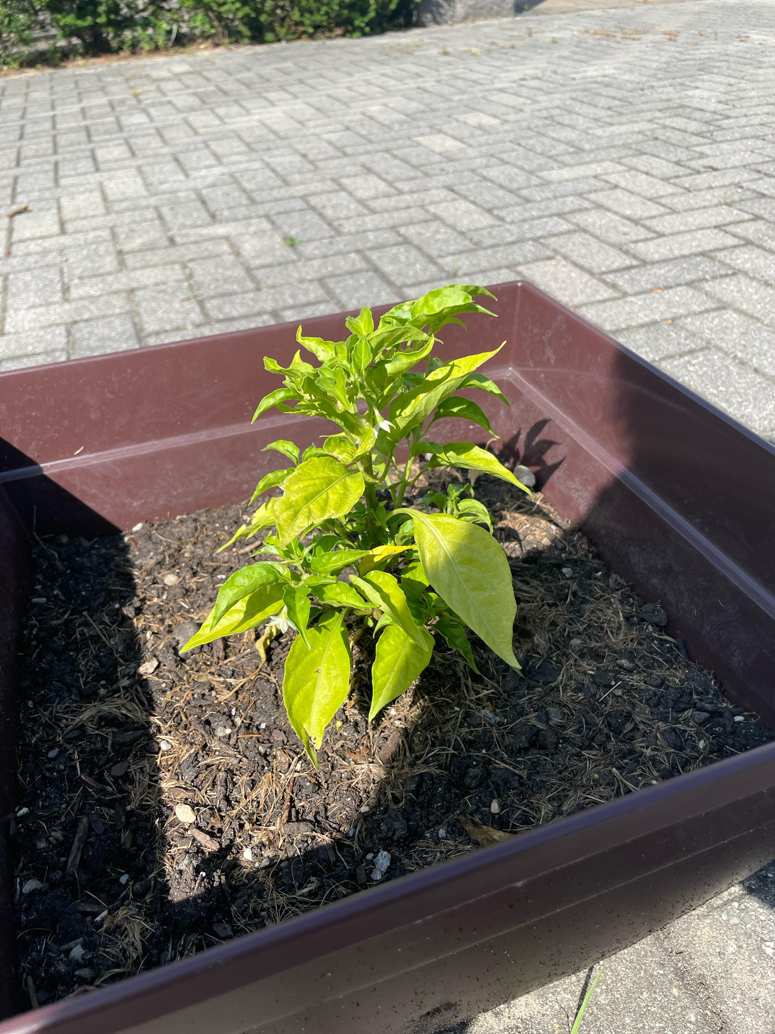 Help! It’s a Habanero plant but Everytime it flowers, they fall off for