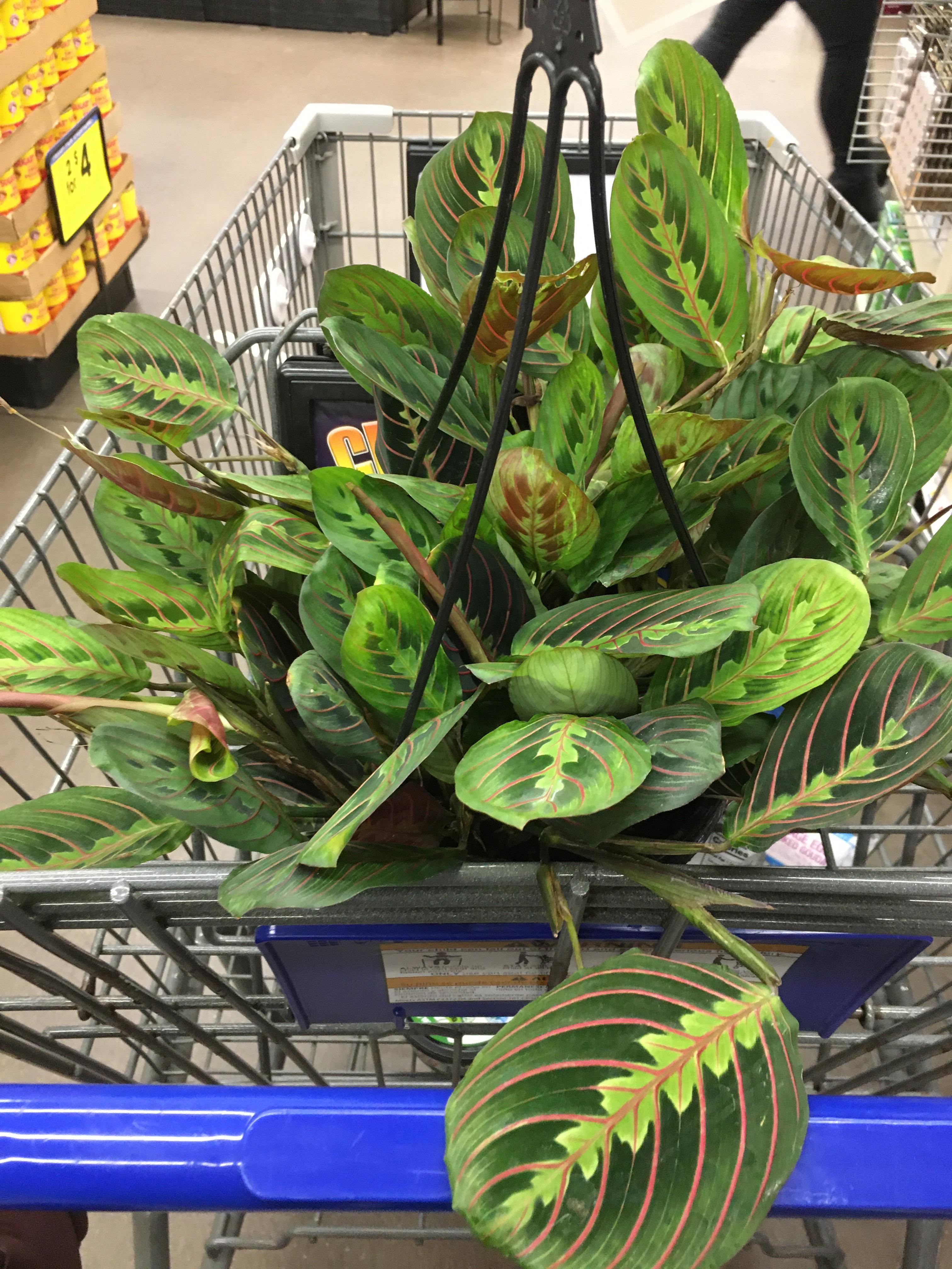 Back at Kroger. Should I get it? r/houseplants