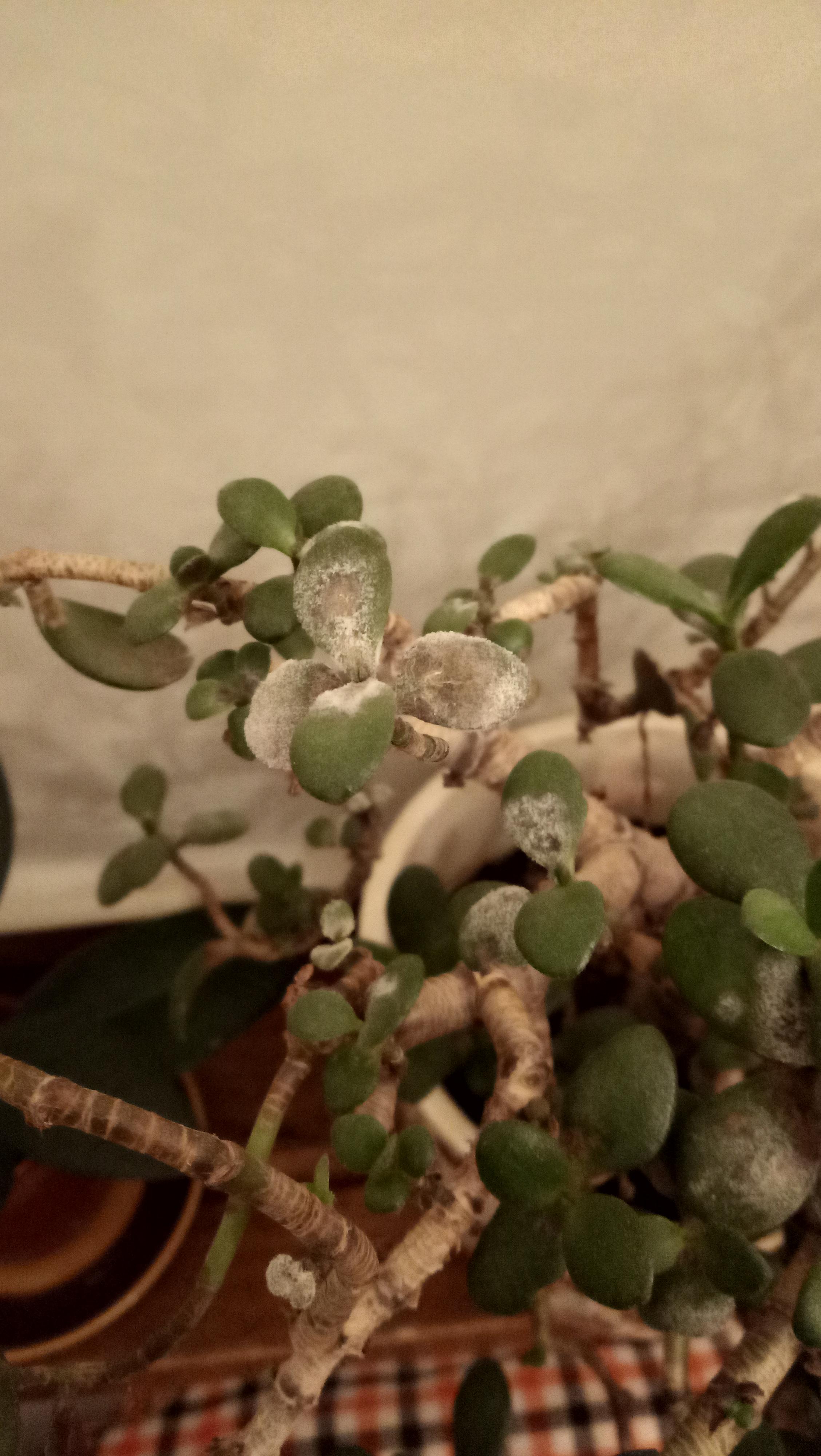 What is this? Over 20 years old Jade, pruned 5 years ago. I always wait