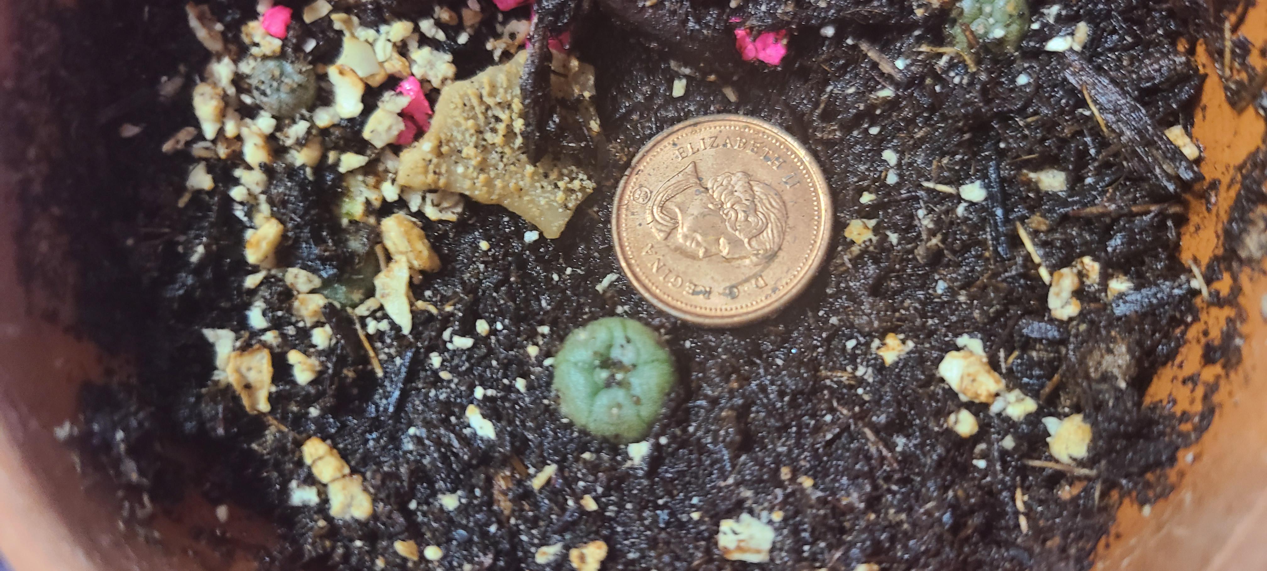 11 months since planted seed... this is the biggest r/peyote
