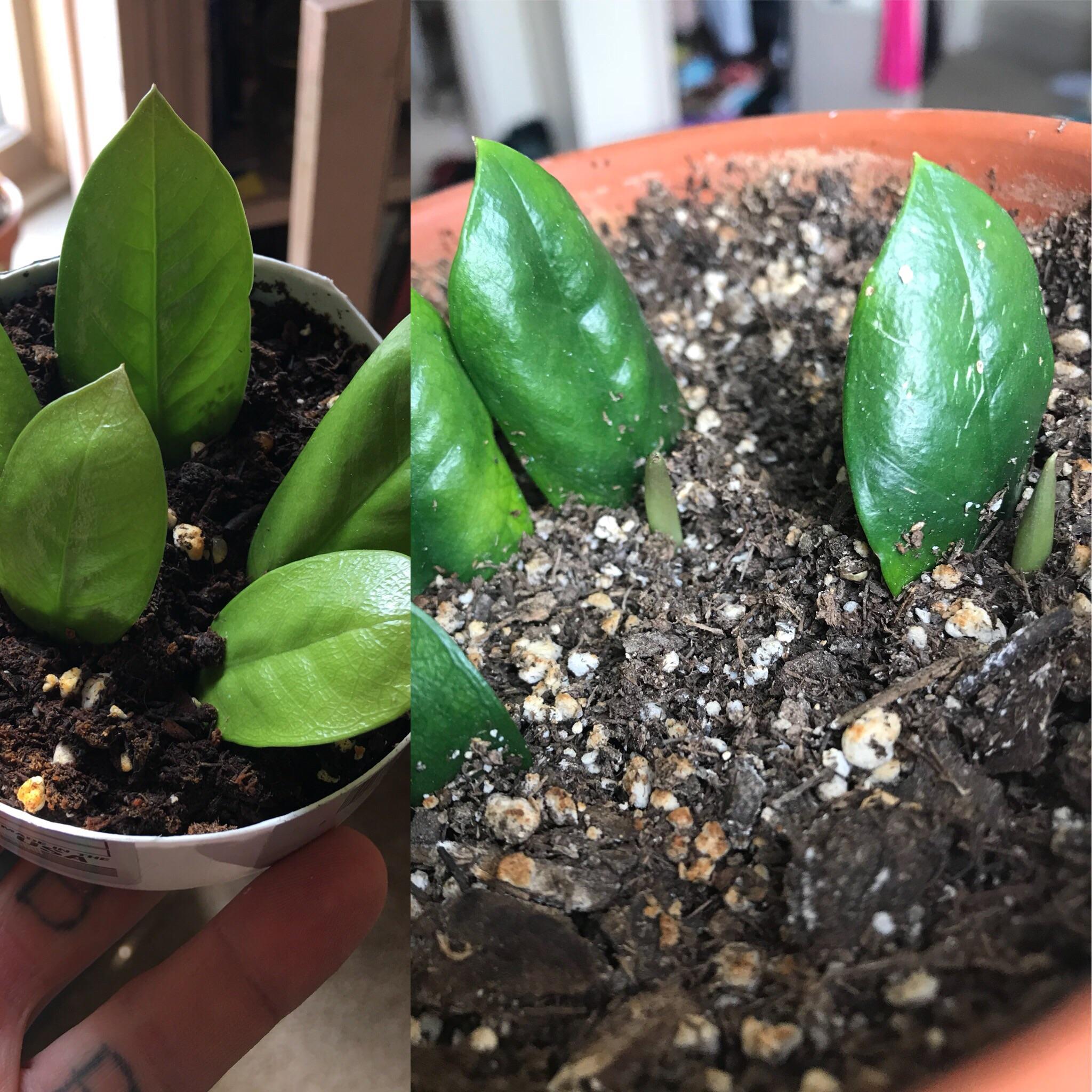 14 months ago i put some zz plant leaves in soil. today, they finally