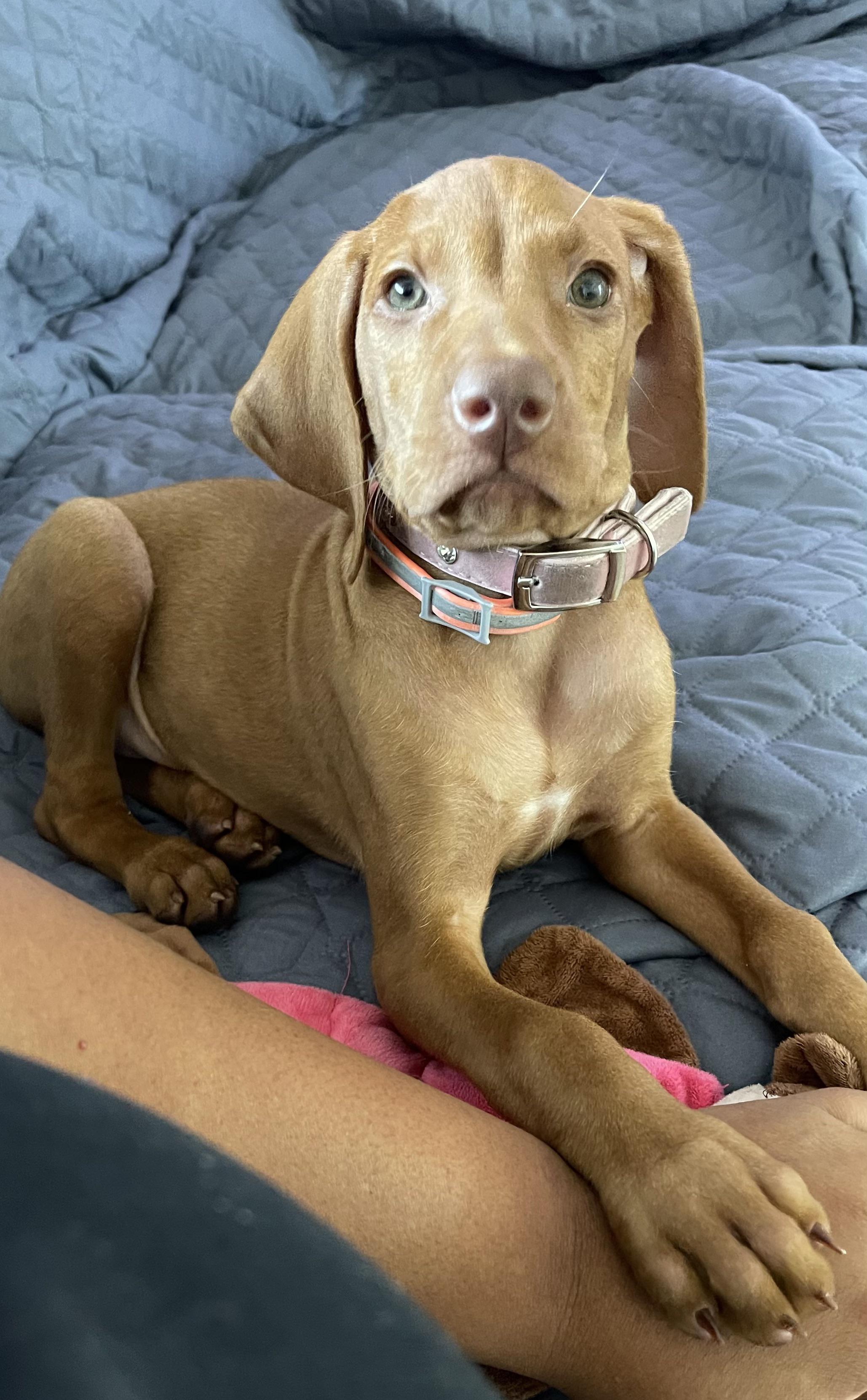 My beautiful new puppy. She is now 11 weeks. Proud new vizsla owner
