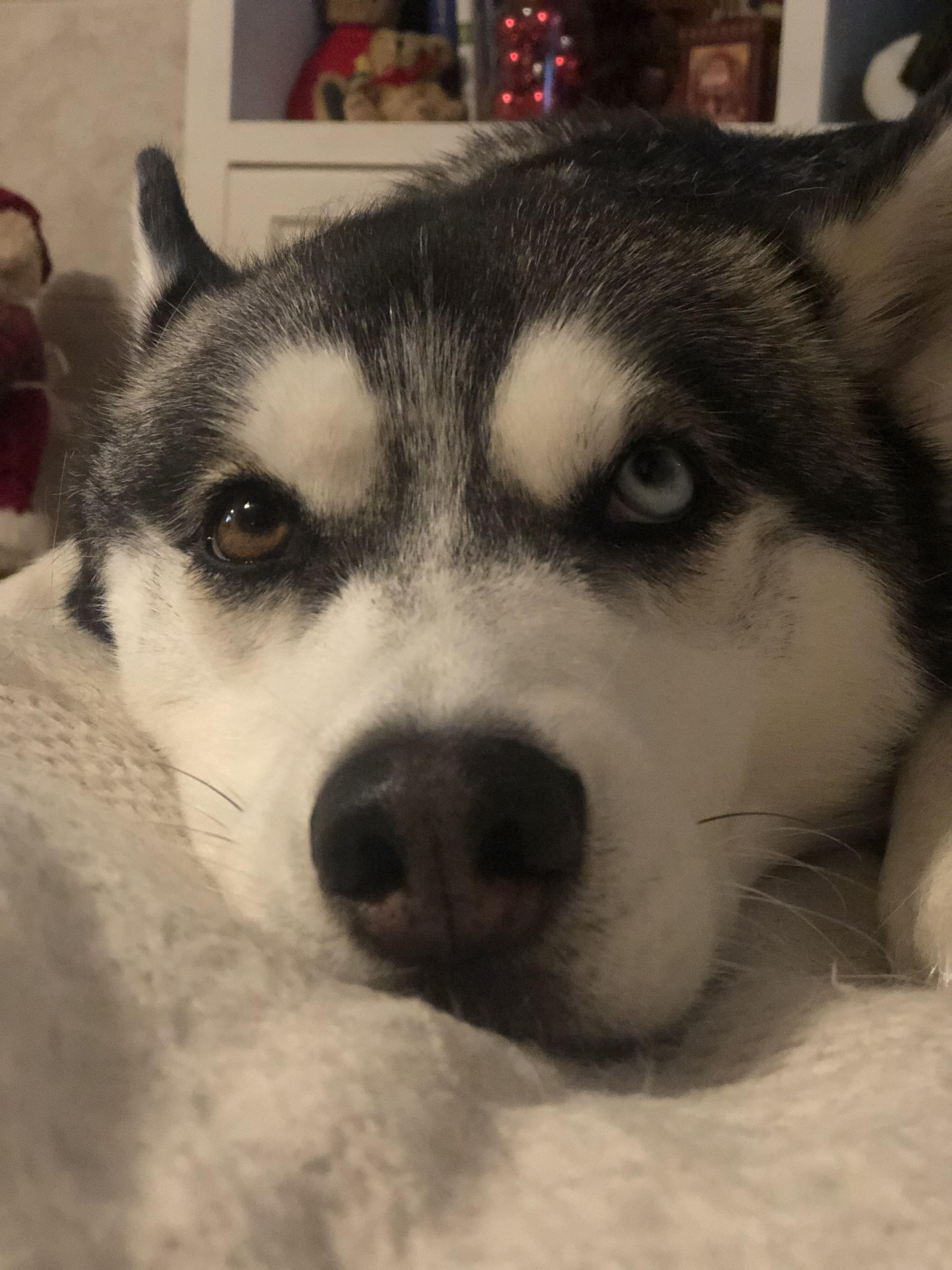 My doggo is back with another dose of eye bleach r/Eyebleach