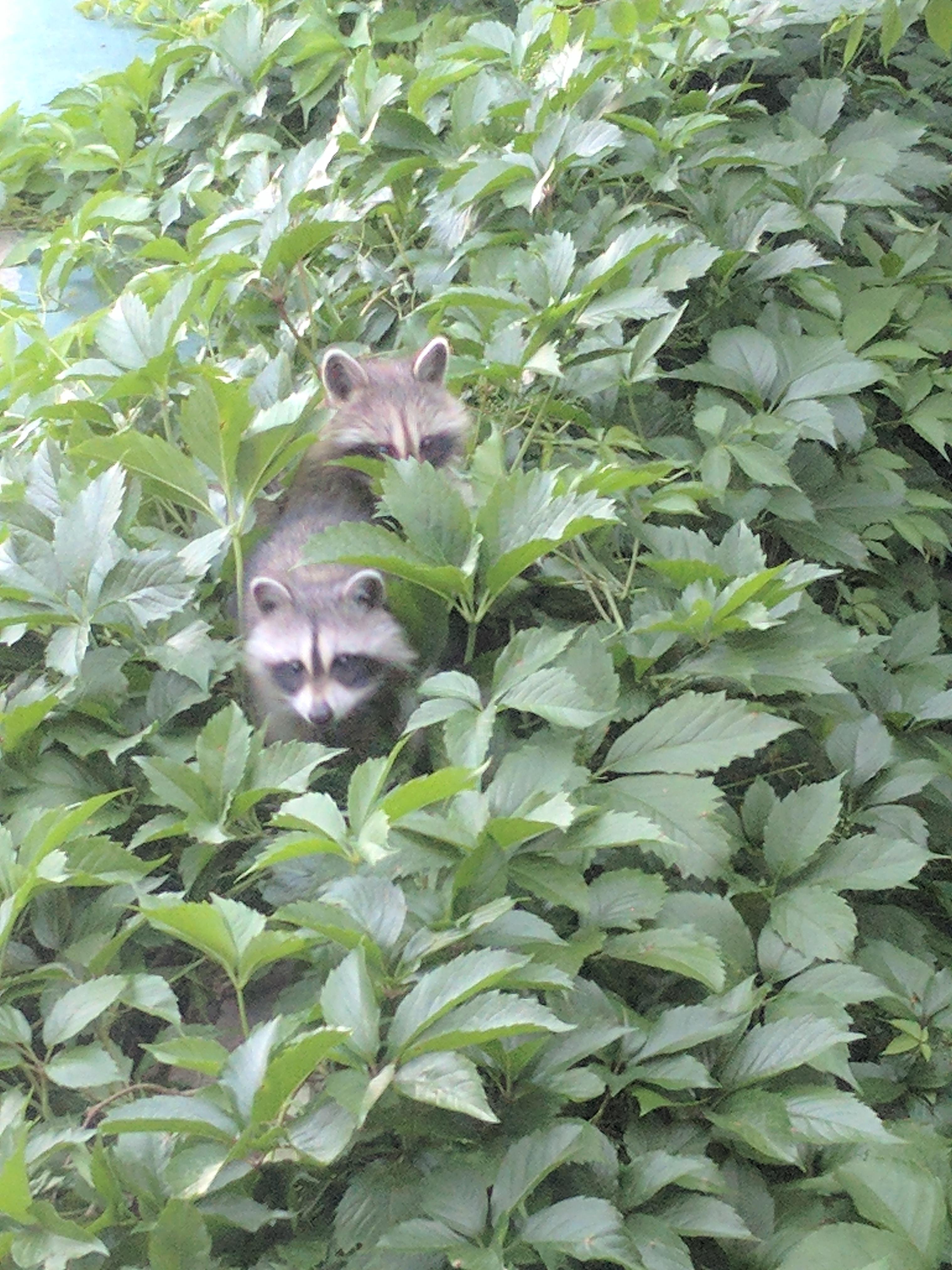 Trash Panda's in the Ivy (Ottawa 21June17) r/ImagesOfCanada