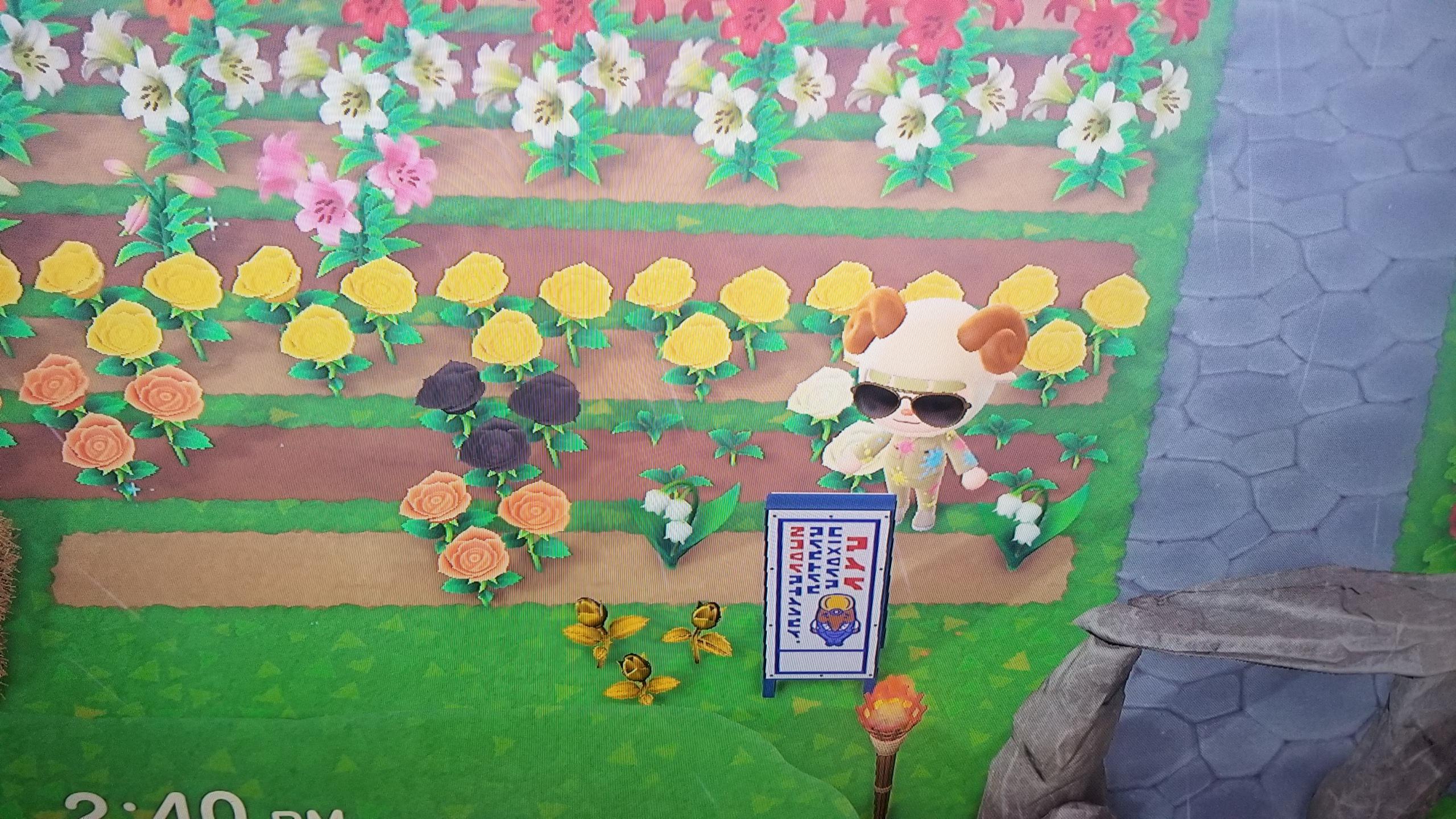 New way to grow gold roses?! (Lily of valley + orange roses) r