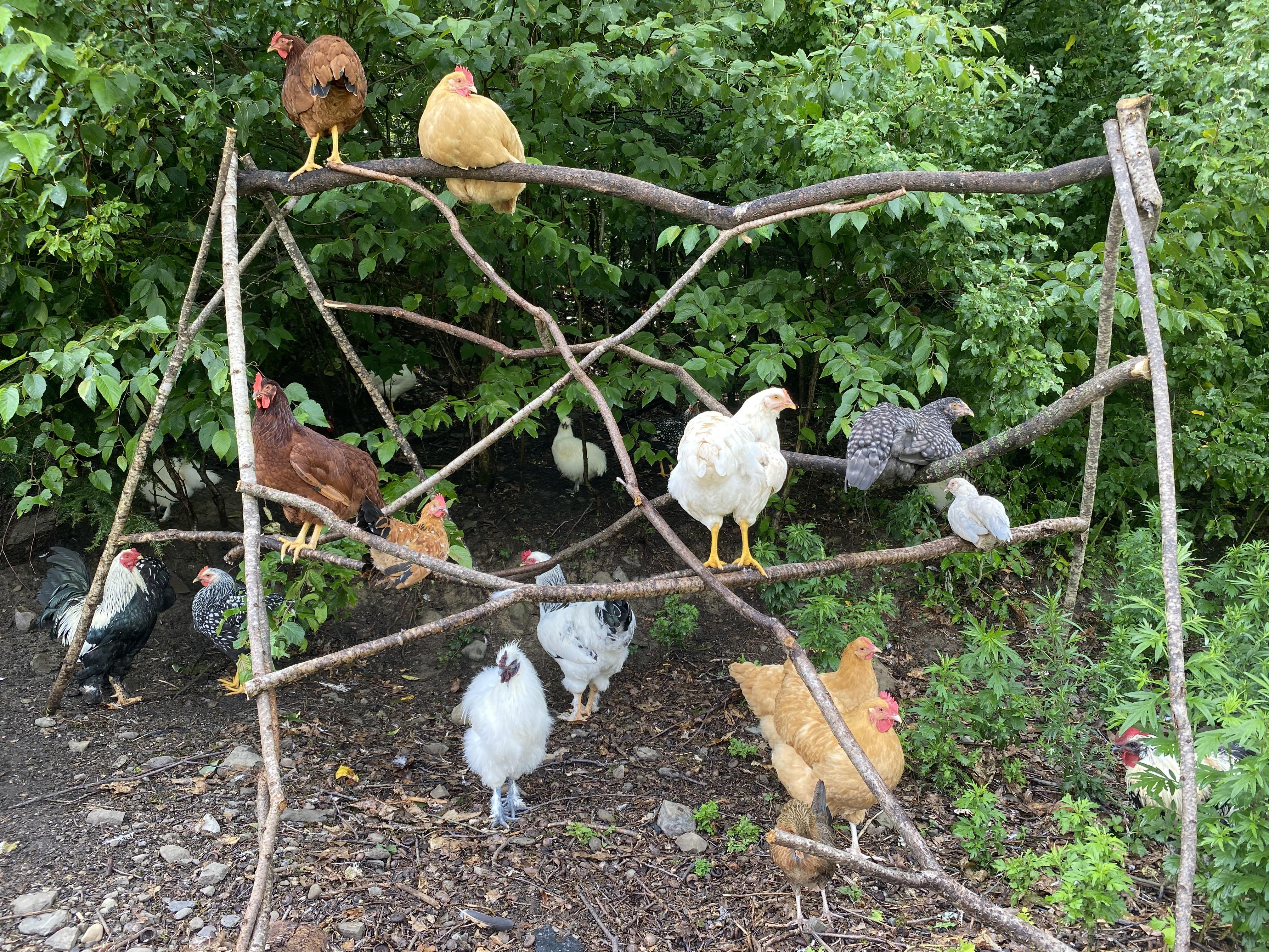 I built them a jungle gym! r/BackYardChickens
