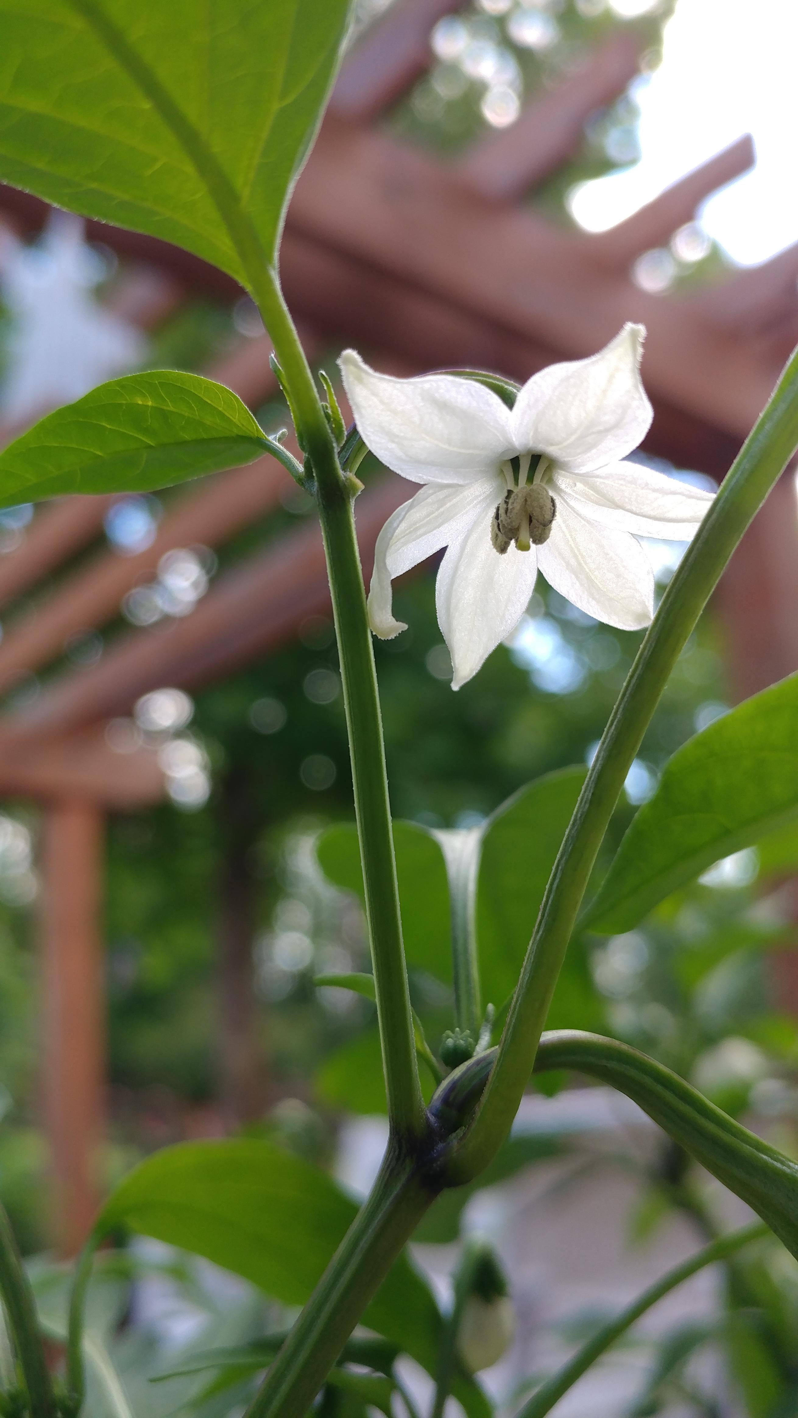 Jalapeno flowers need love too r/gardening