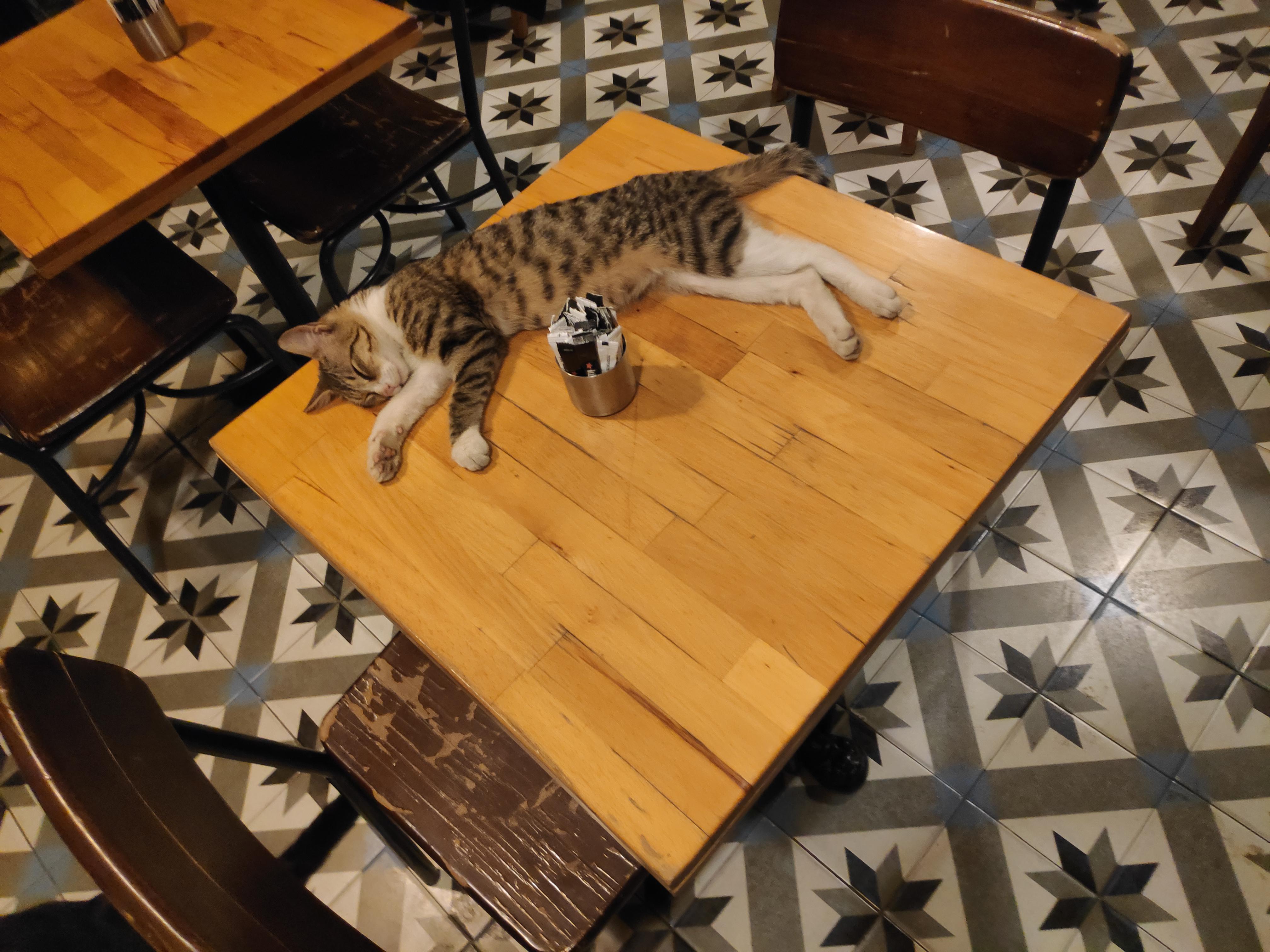 Kitten, sleeping during shifts r/pics