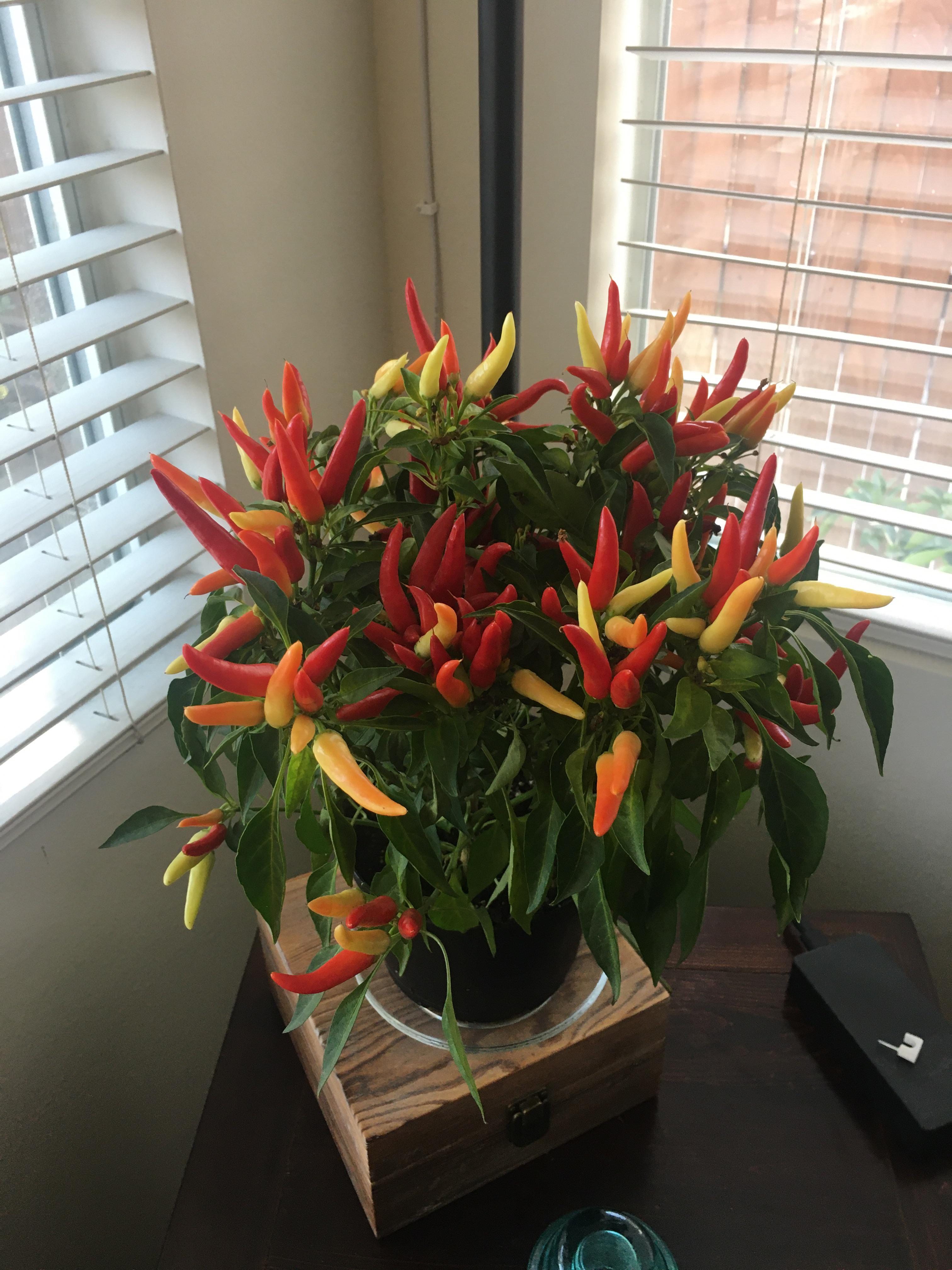 Nondescript ornamental pepper plant from Lowes. Peppers are yellow