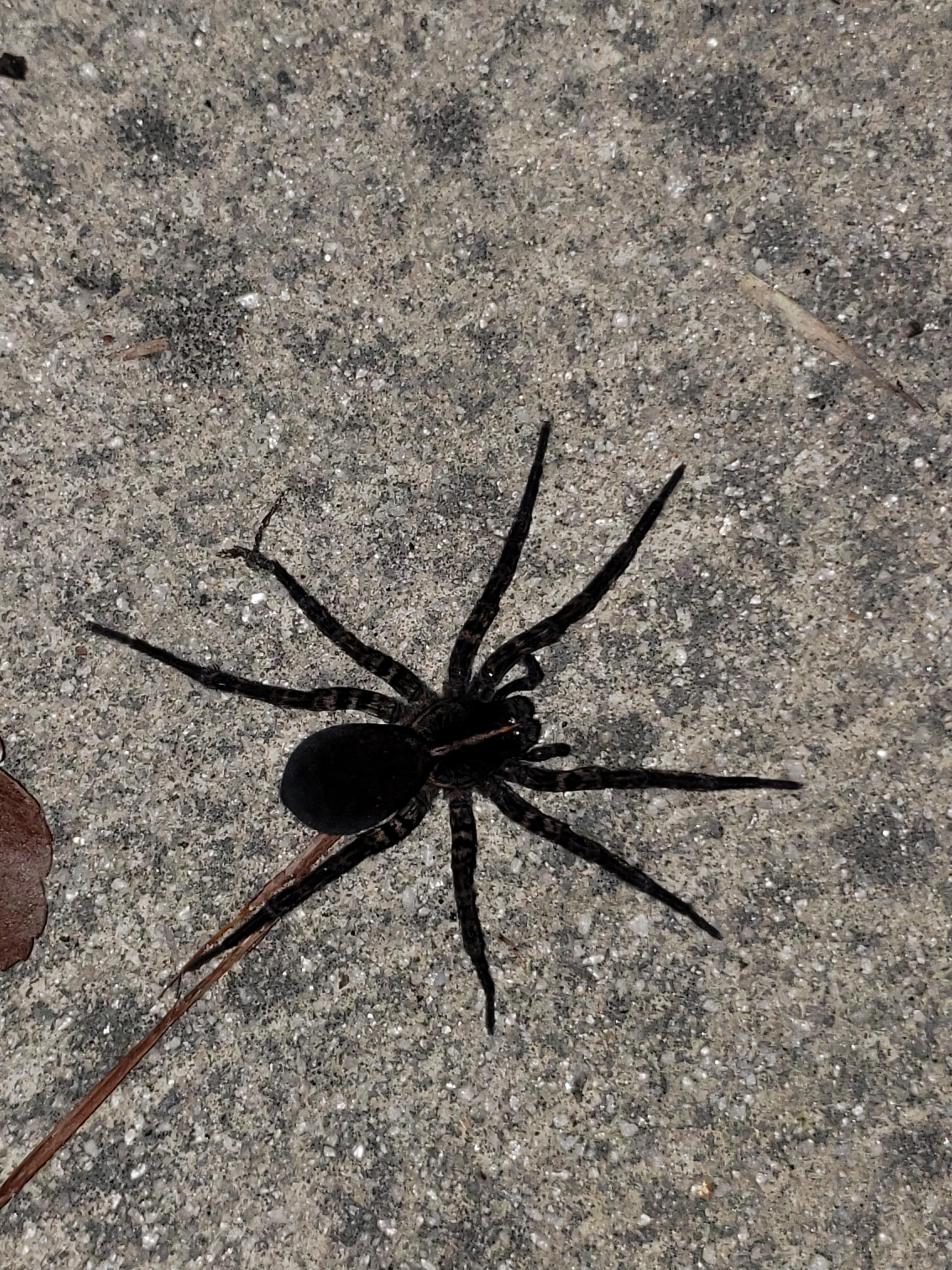 [ID Request] Central South Carolina. Wolf spider? New to the IDing