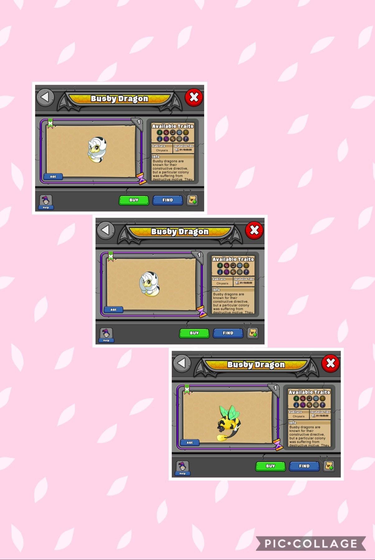 Metamorphosis of Busby r/dragonvale