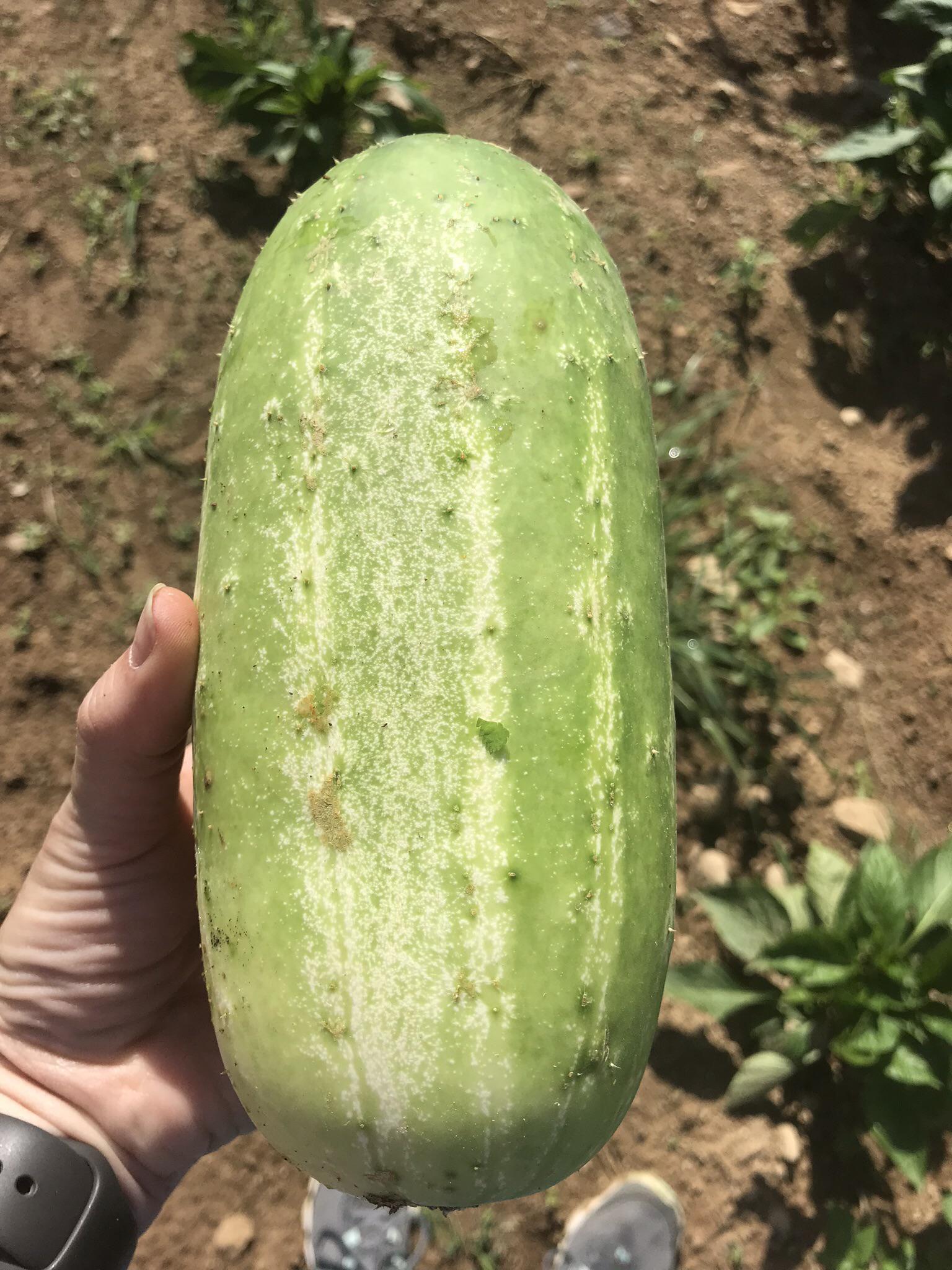 One big cucumber. My wife’s hand is normal size. r/vegetablegardening