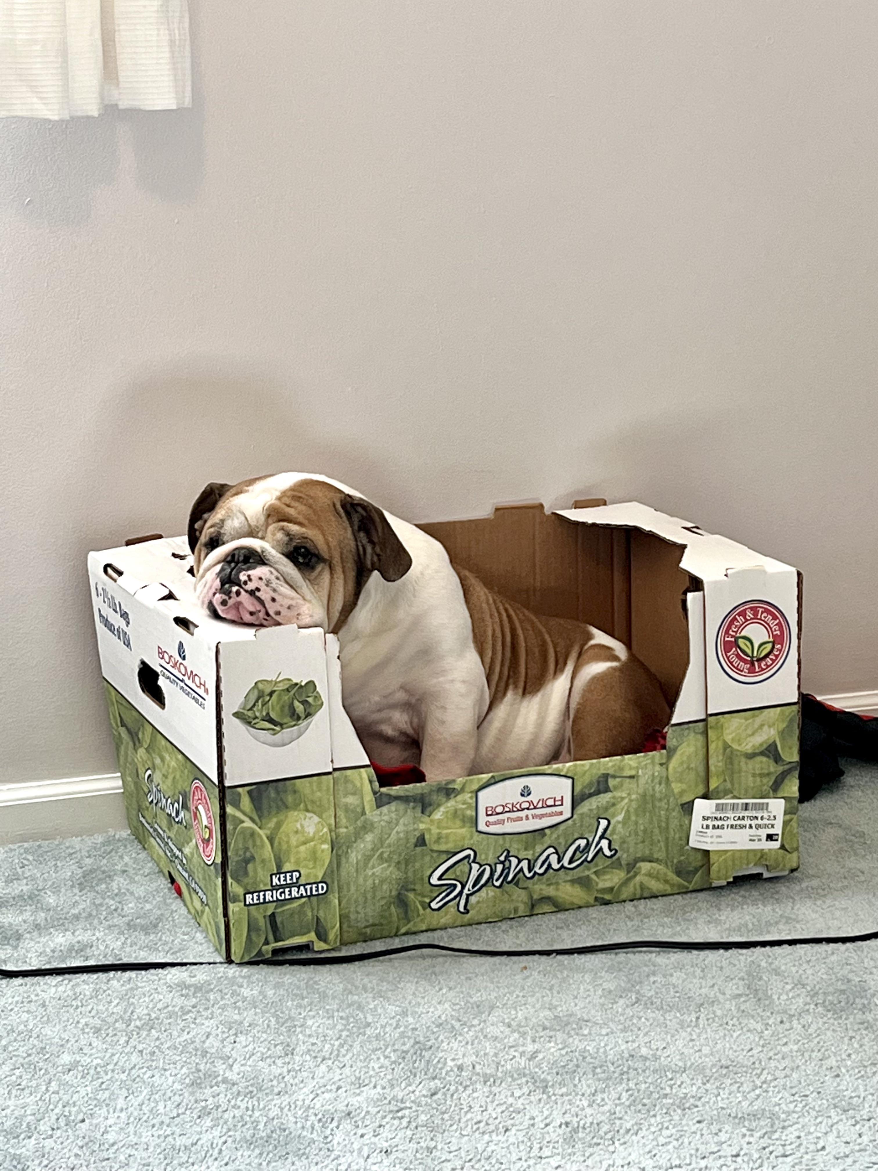 Is anyone else’s bulldog obsessed with boxes? He has so many dog beds but always picks cardboard
