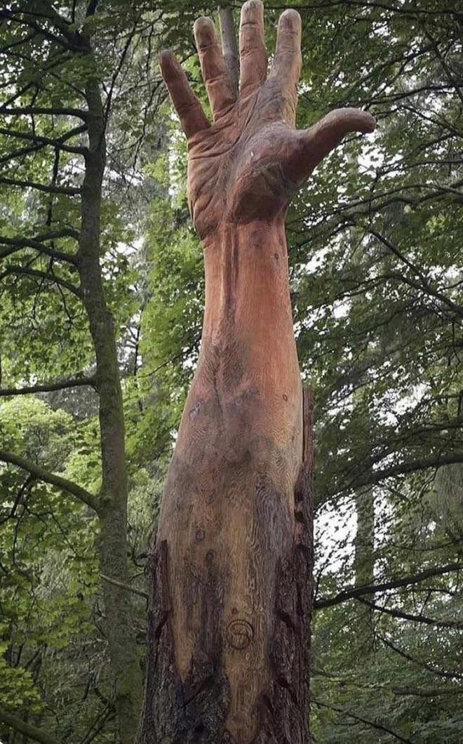 The tallest tree in Wales struck down by storm turned into a
