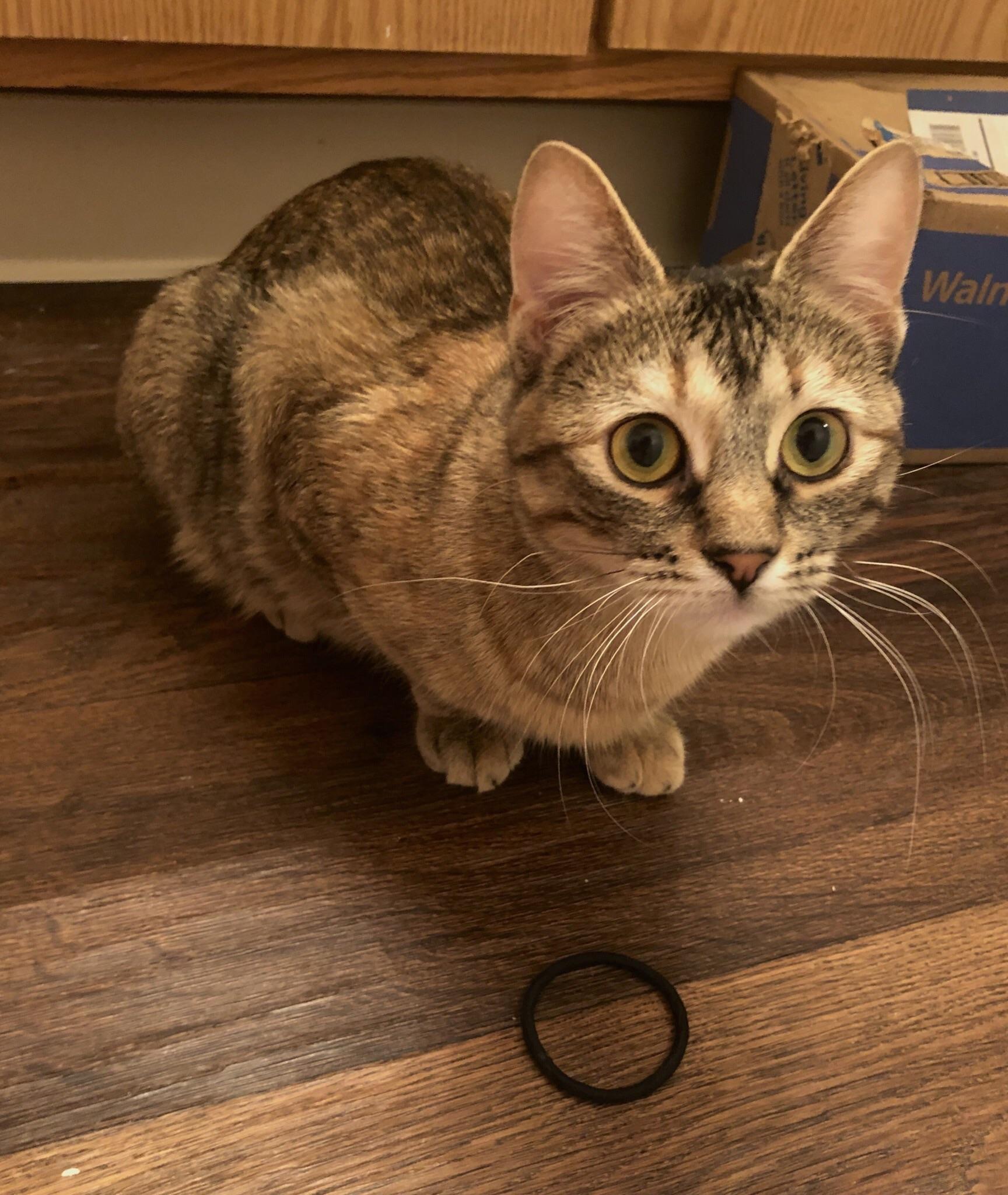 I can NEVER find a hair tie when I need one. But she can always find