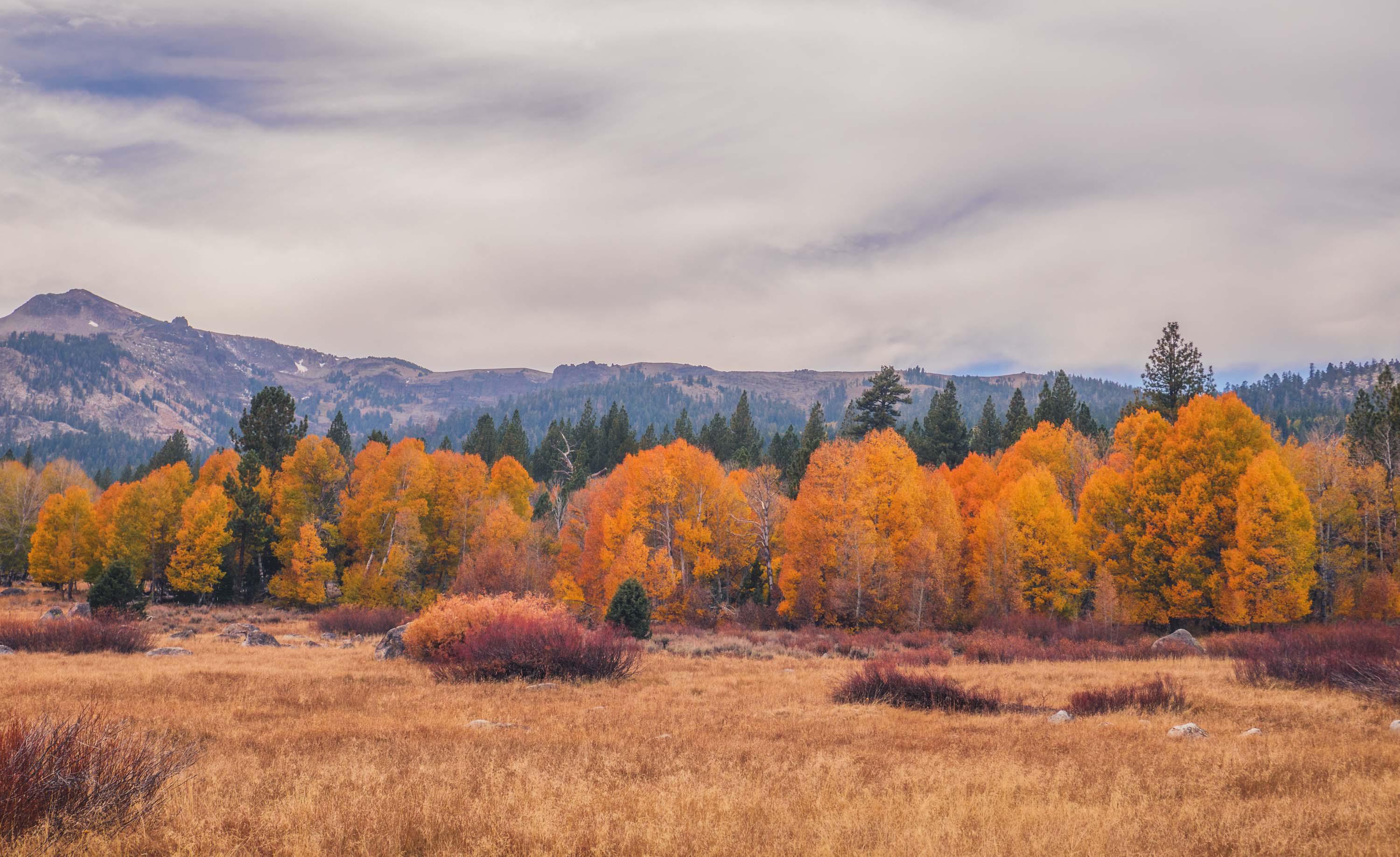 Autumn in Hope Valley, South Lake Tahoe Panasonic GX8/Panasonic 1442