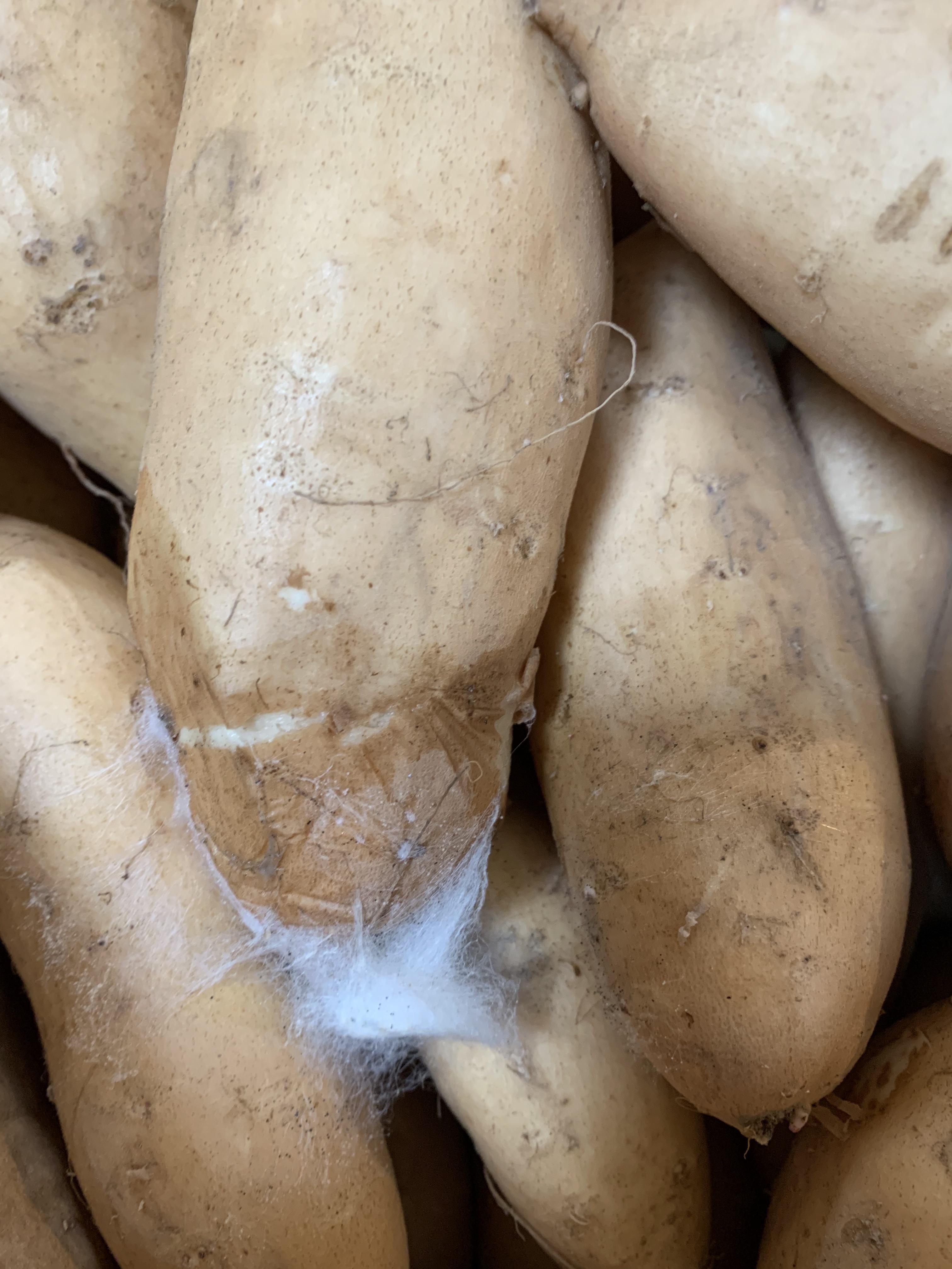 Moldy sweet potato anyone? r/MoldlyInteresting