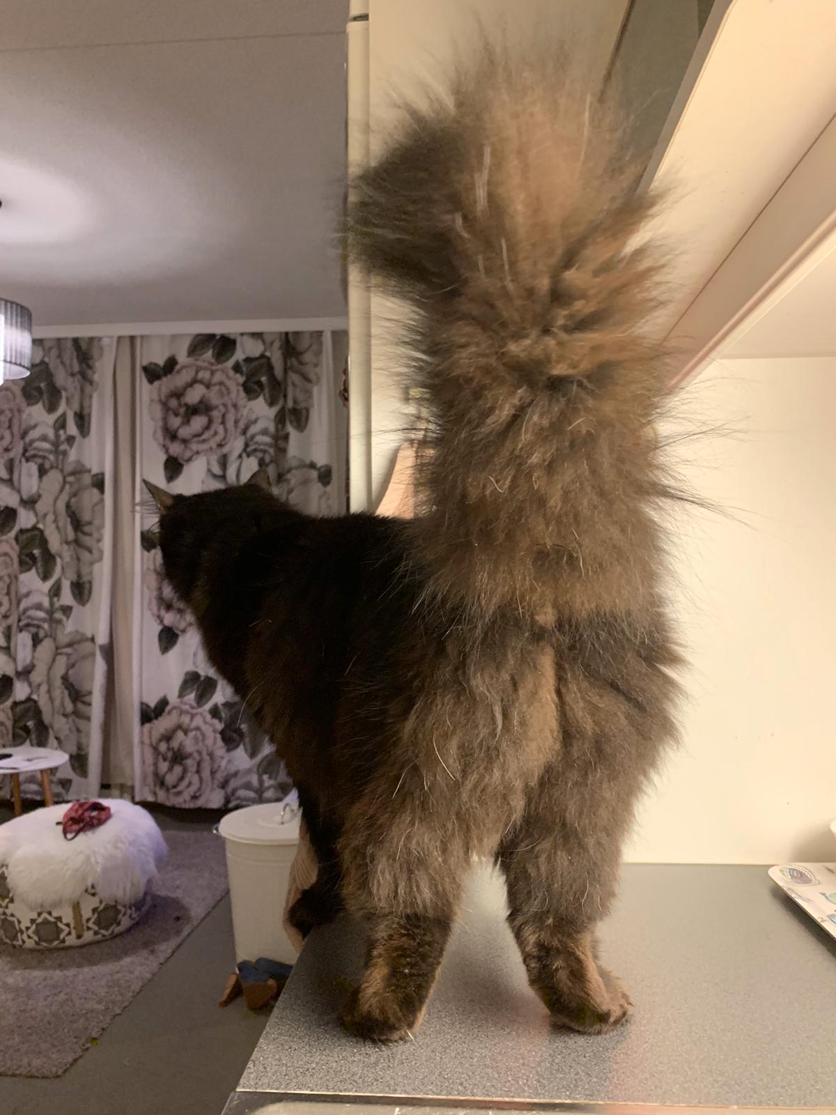 My gf's cat Freddie ”Fefe” the Cat r/bottlebrush