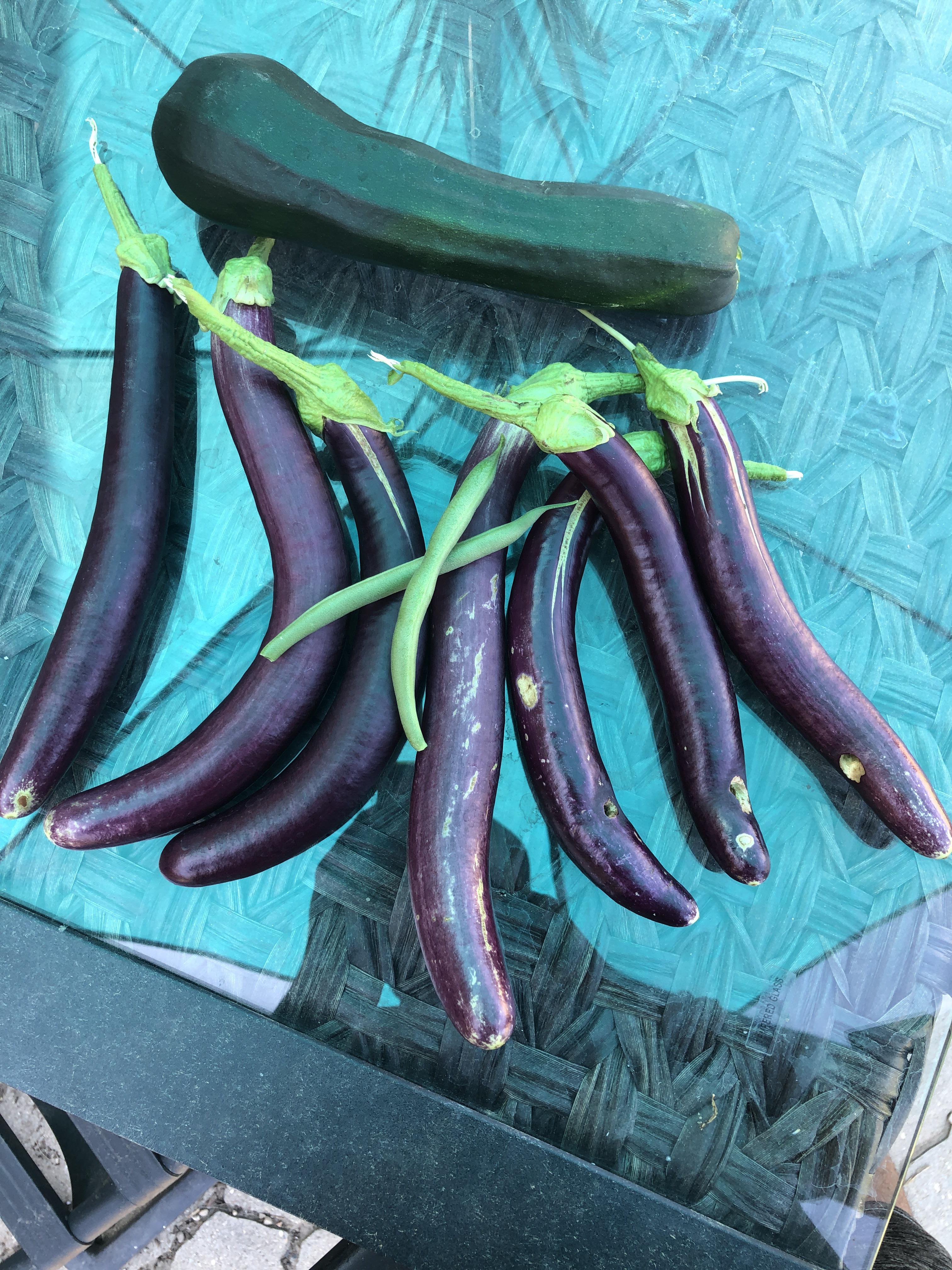 Today’s haul. What are those holes in my eggplant ? Look at the 3