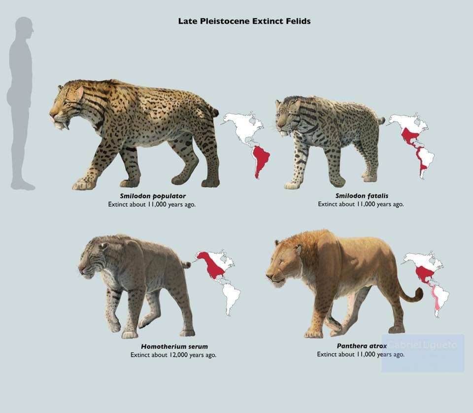 Distribution of the largest cat species during the Late Pleistocene by