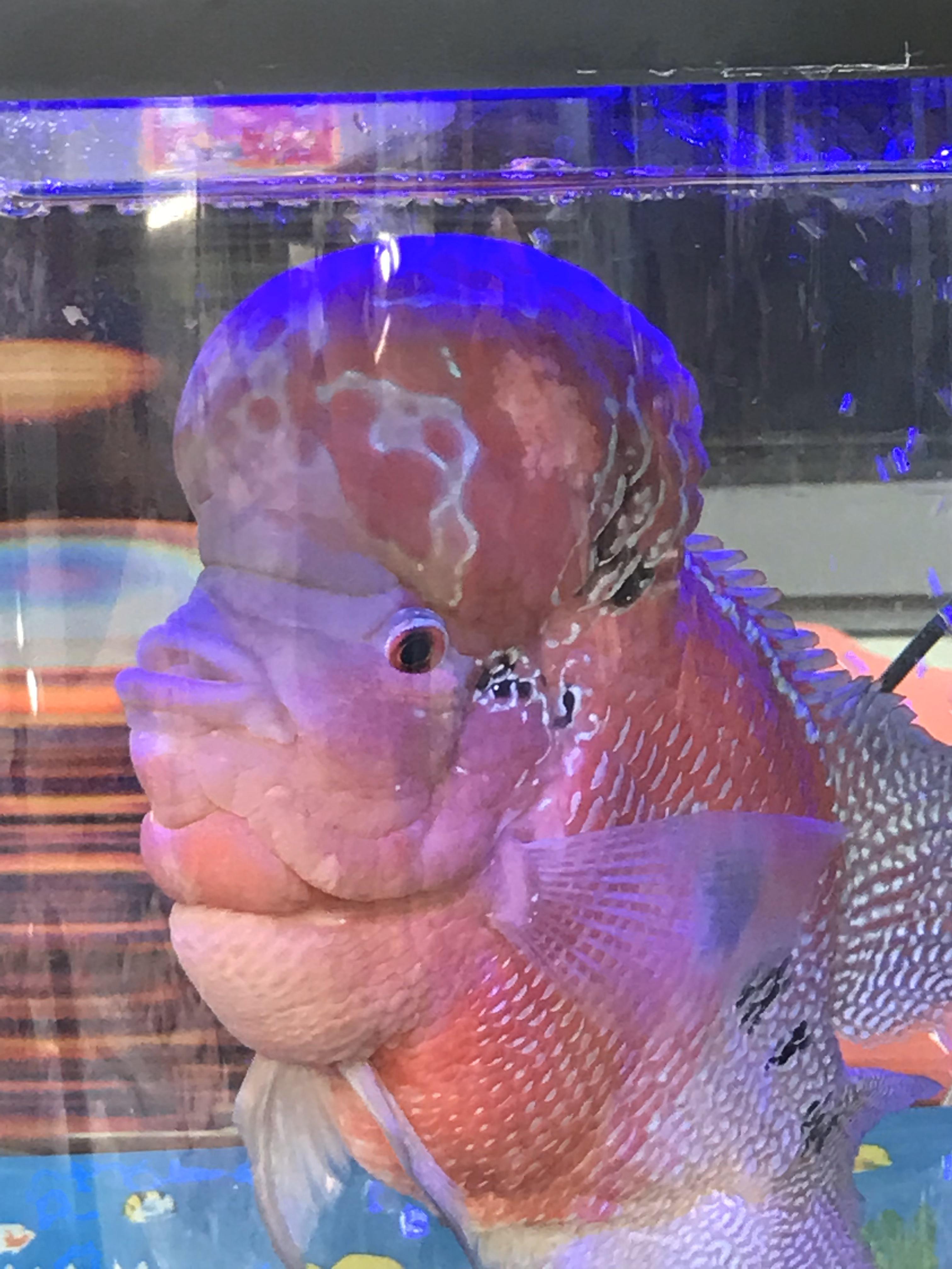 Fish with large head r/interesting