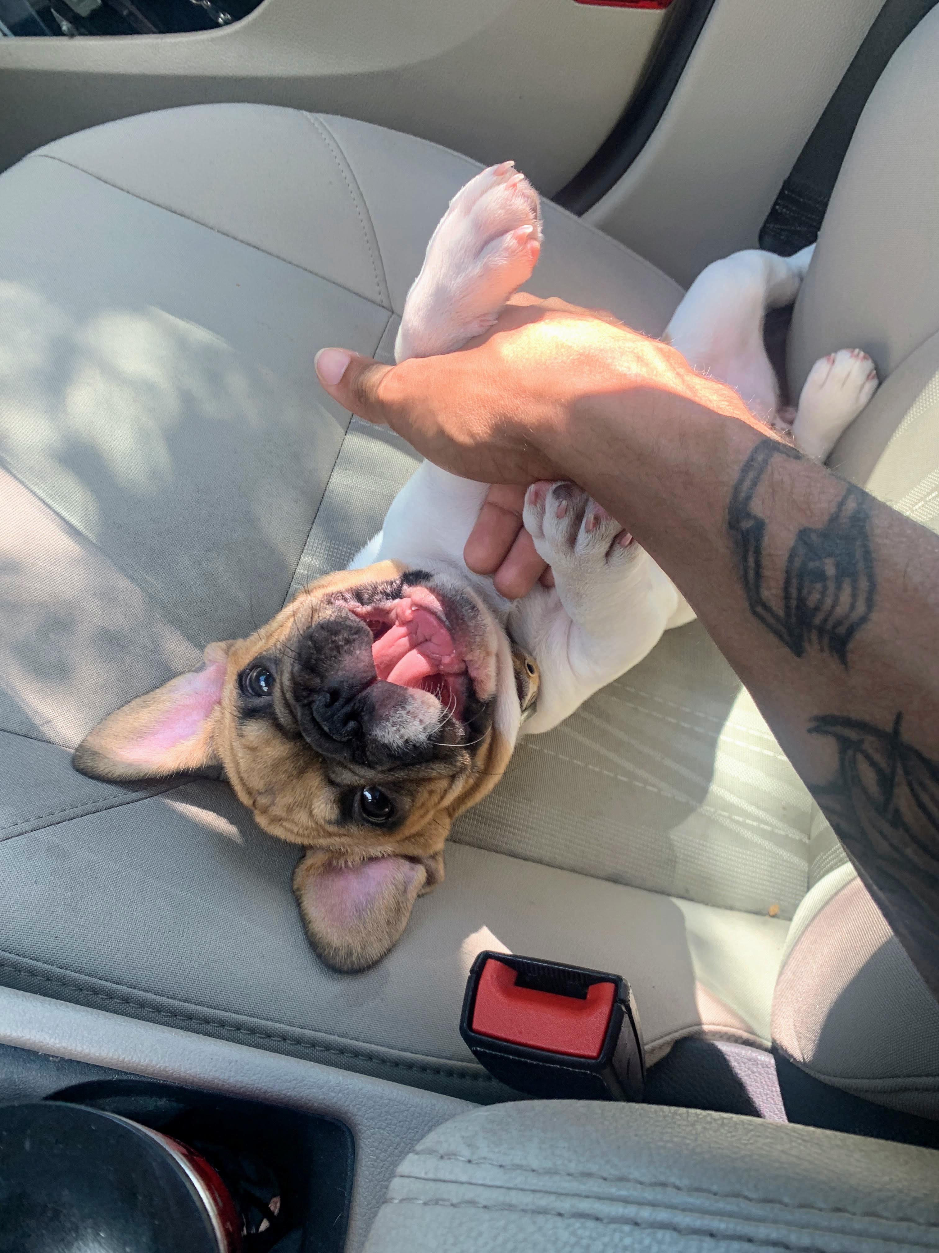 My Frenchie puppy 🤗 r/aww