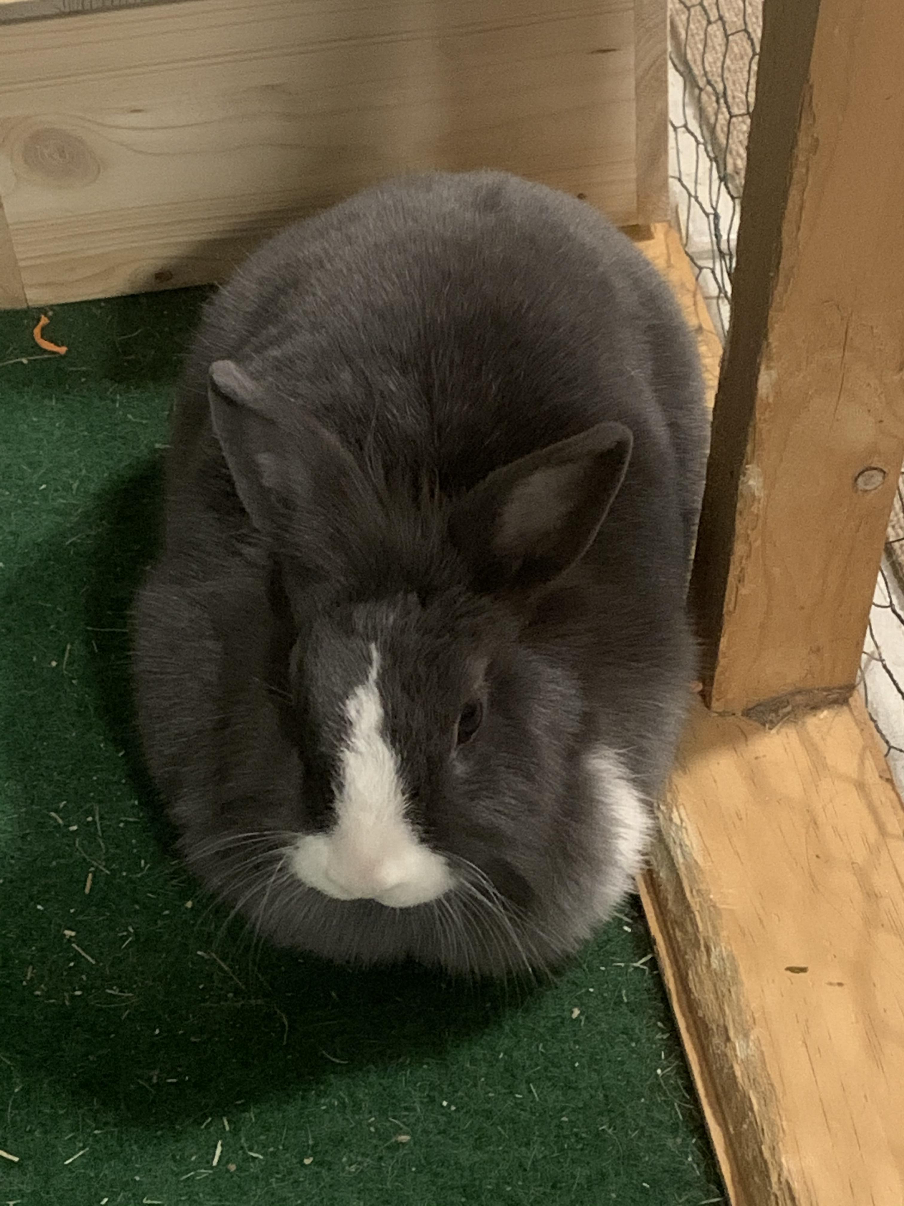 She seems to be getting wider by the second r/Rabbits