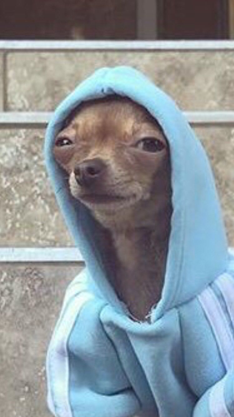 YO WTF?! DOG IN HOODIE?? r/aww